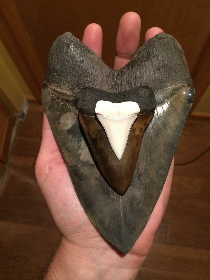 Megalodon Vs. Great White Tooth Size - FossilEra.com