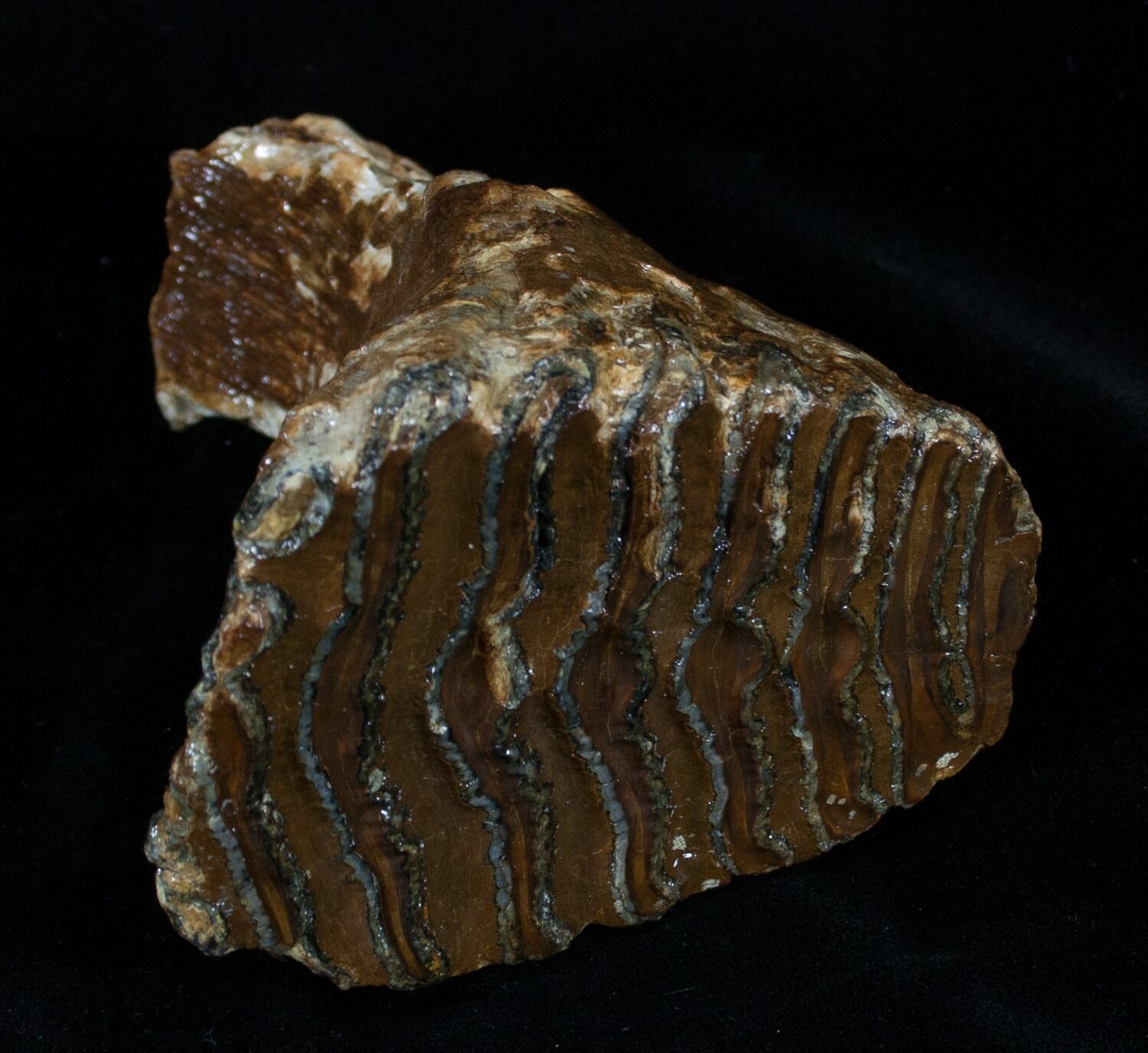 mammoth molar for sale