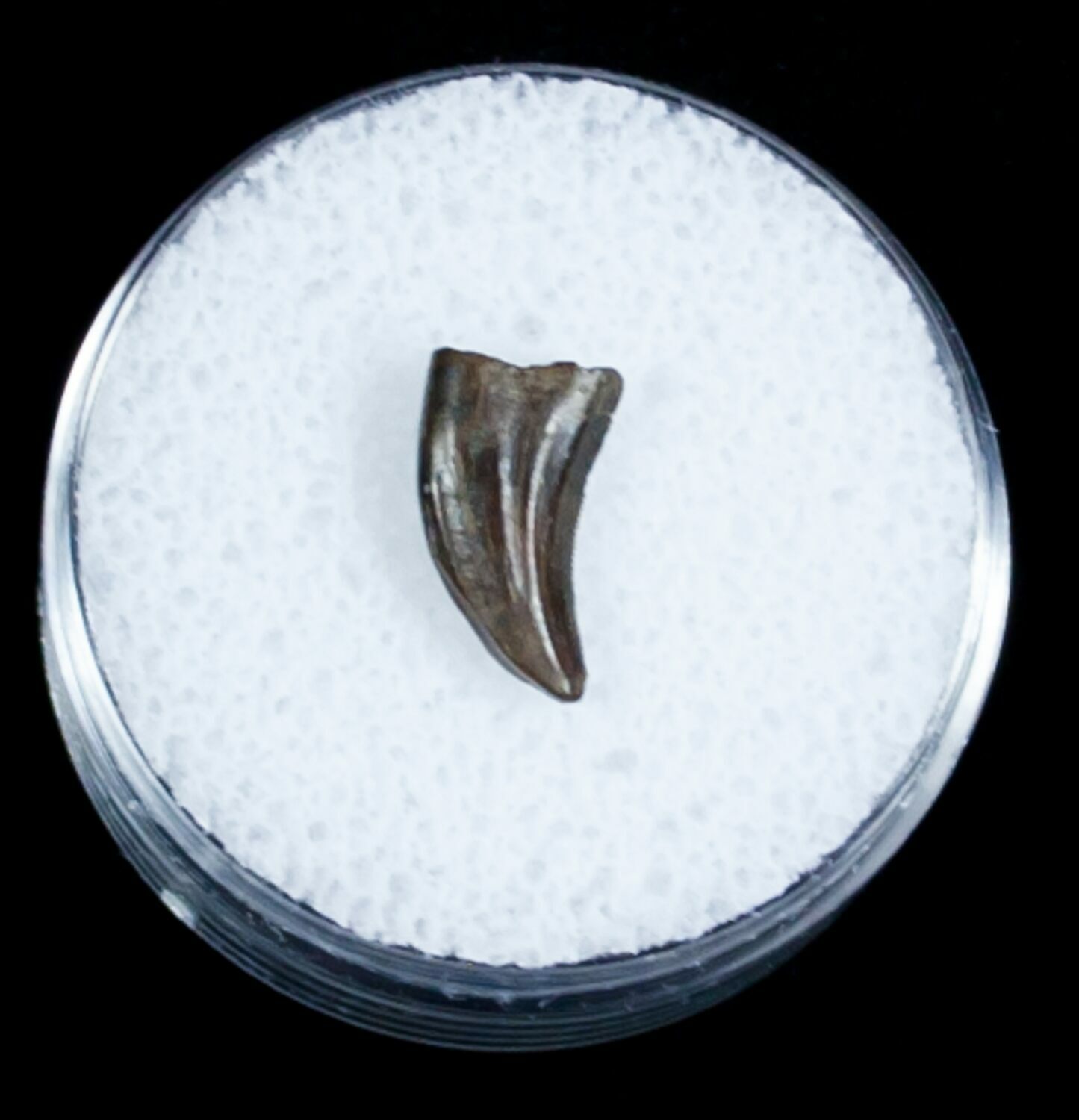 dromaeosaur tooth