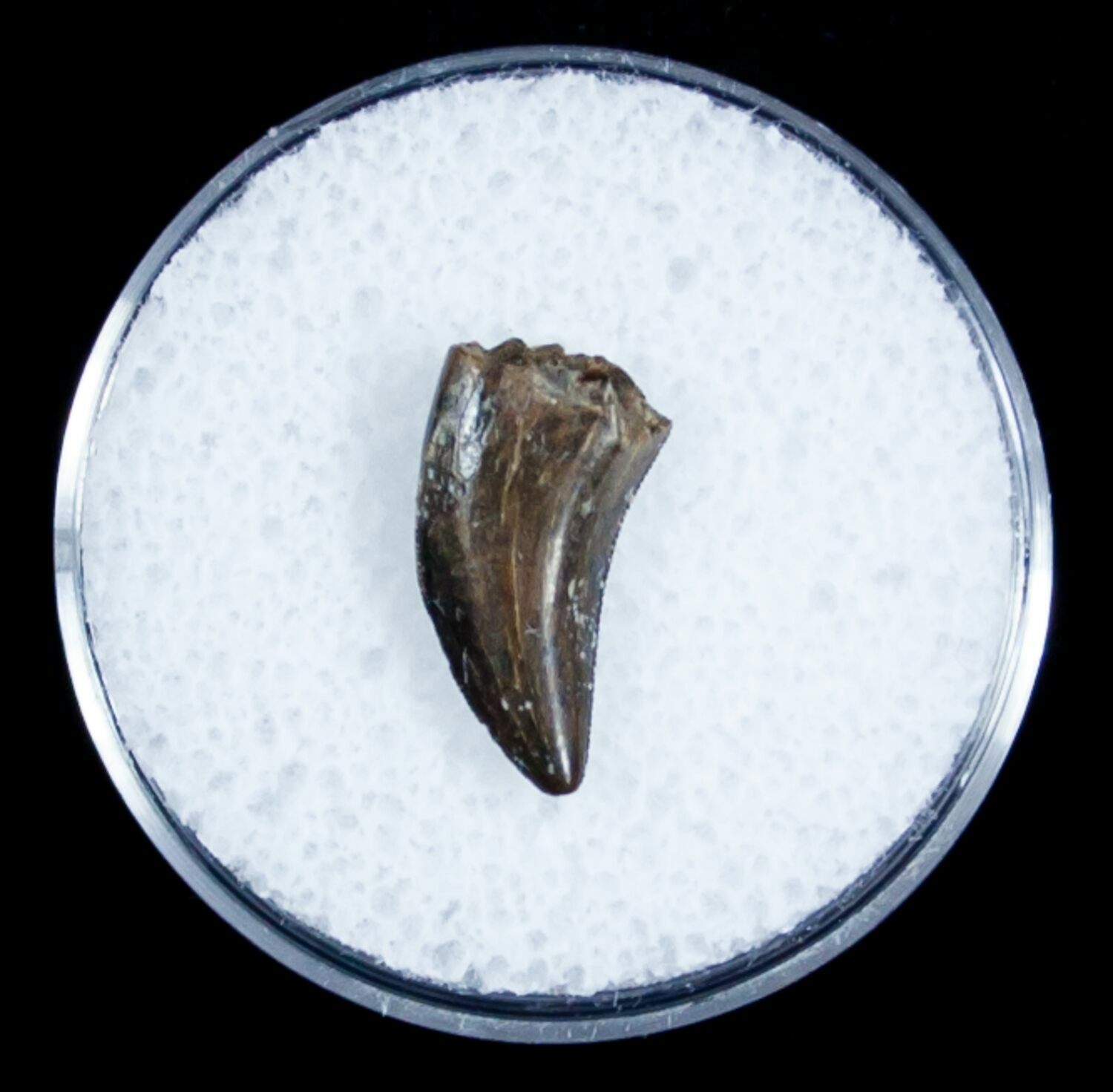 dromaeosaur tooth