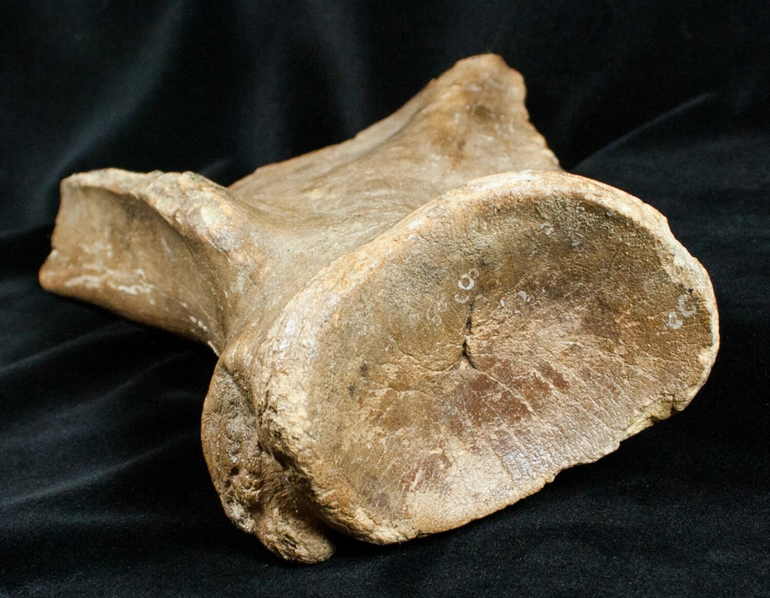 Woolly Rhinoceros Scapula Bone (Partial) - Late Pleistocene For Sale