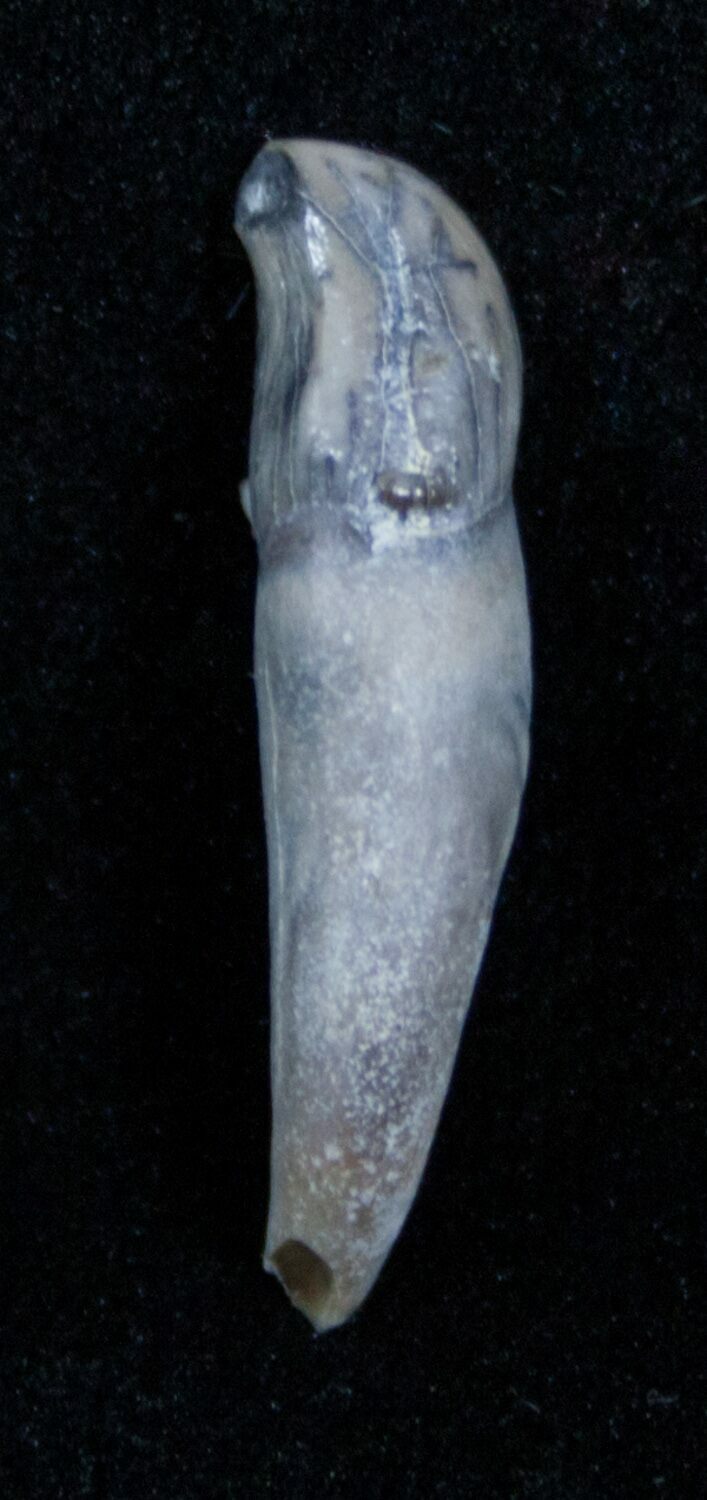 Fossil Porpoise Tooth Lee Creek Mine For Sale (3465)