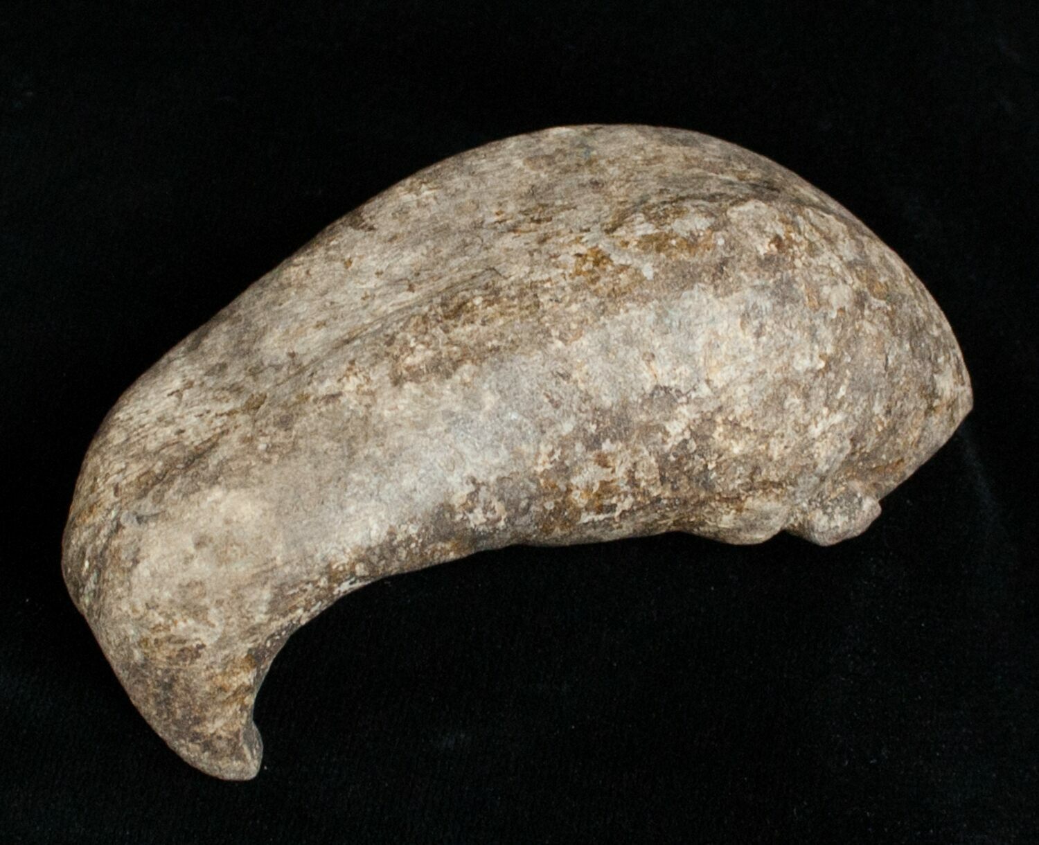 Fossil Cetacean (Whale) Ear Bone - Miocene For Sale (#3475) - FossilEra.com