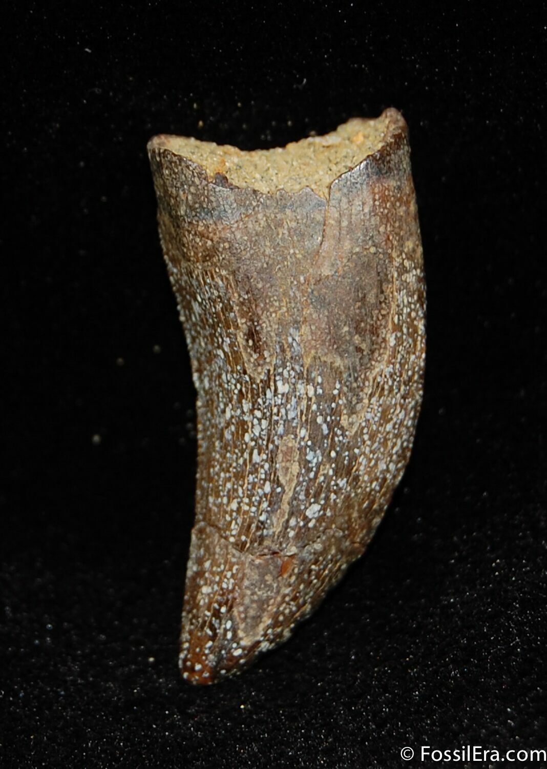 nanotyrannus tooth for sale