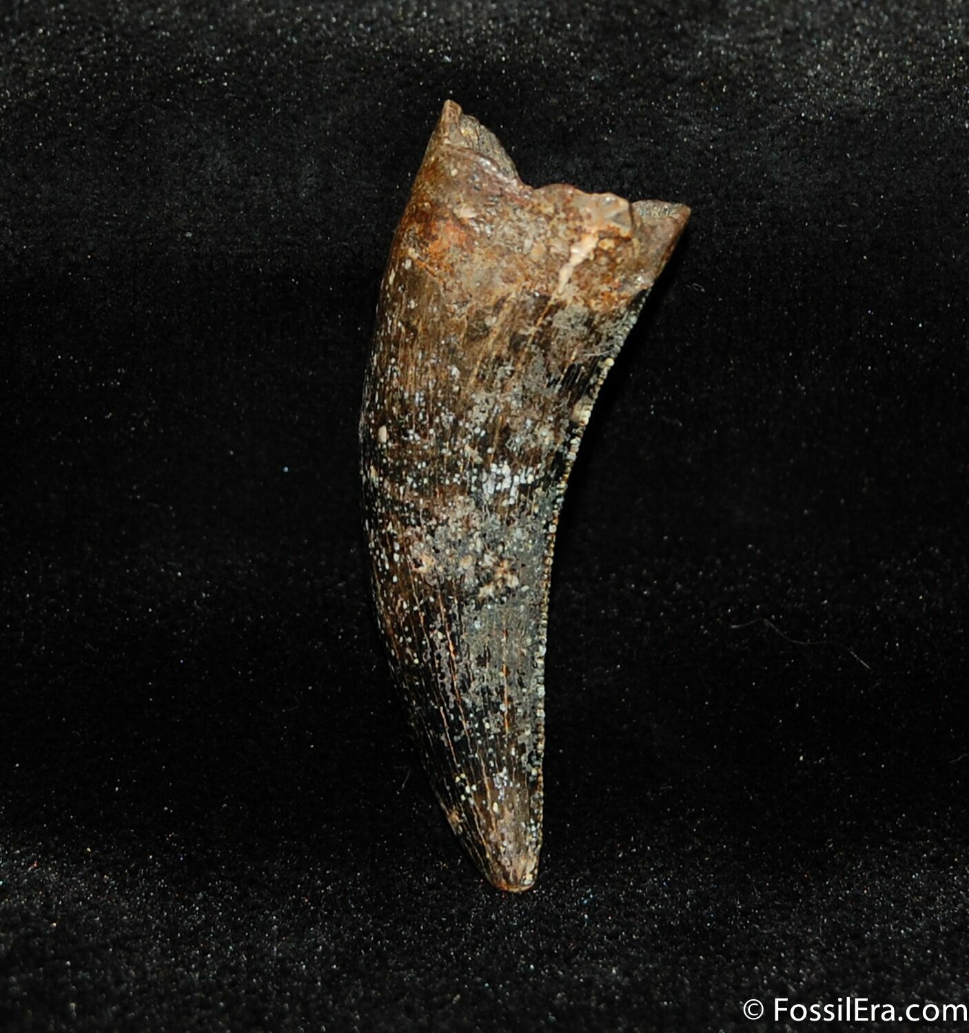 raptor tooth fossil