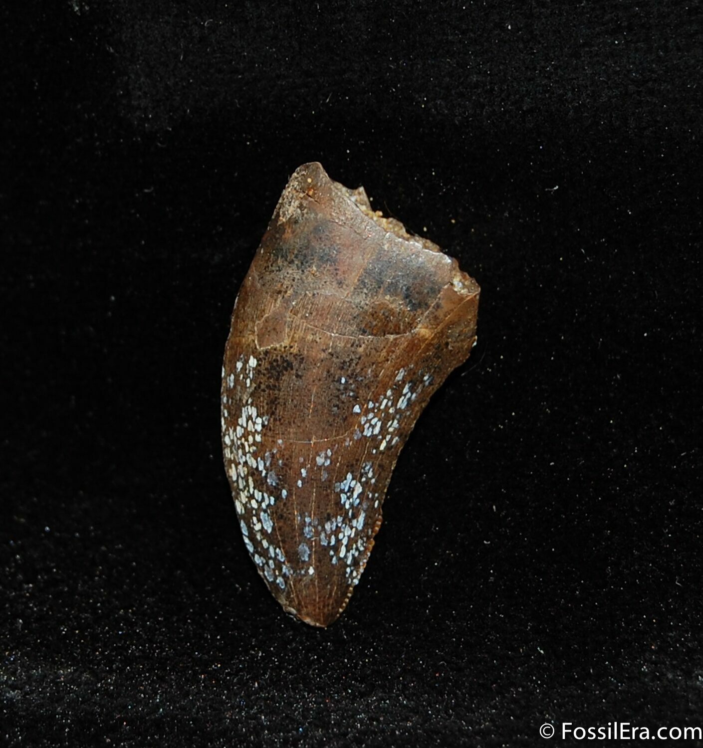 dromaeosaur tooth