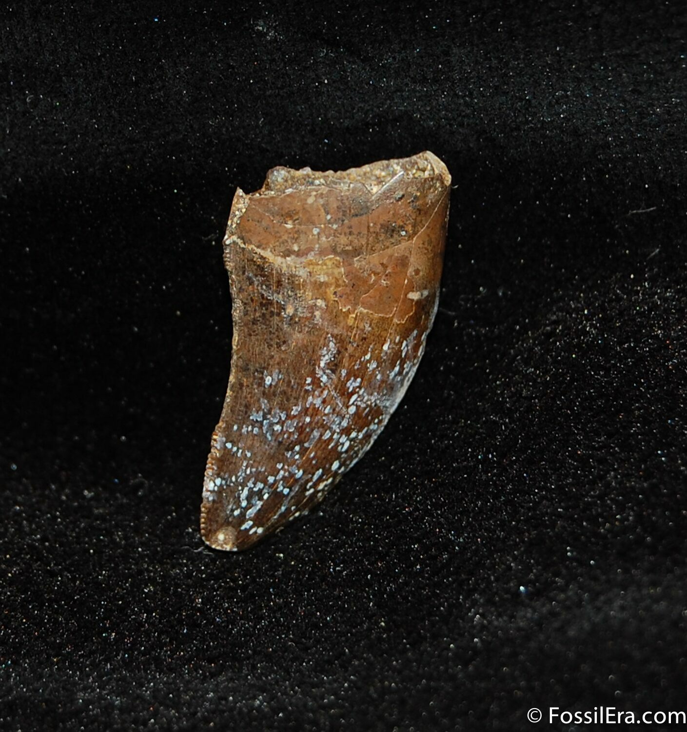 dromaeosaur tooth