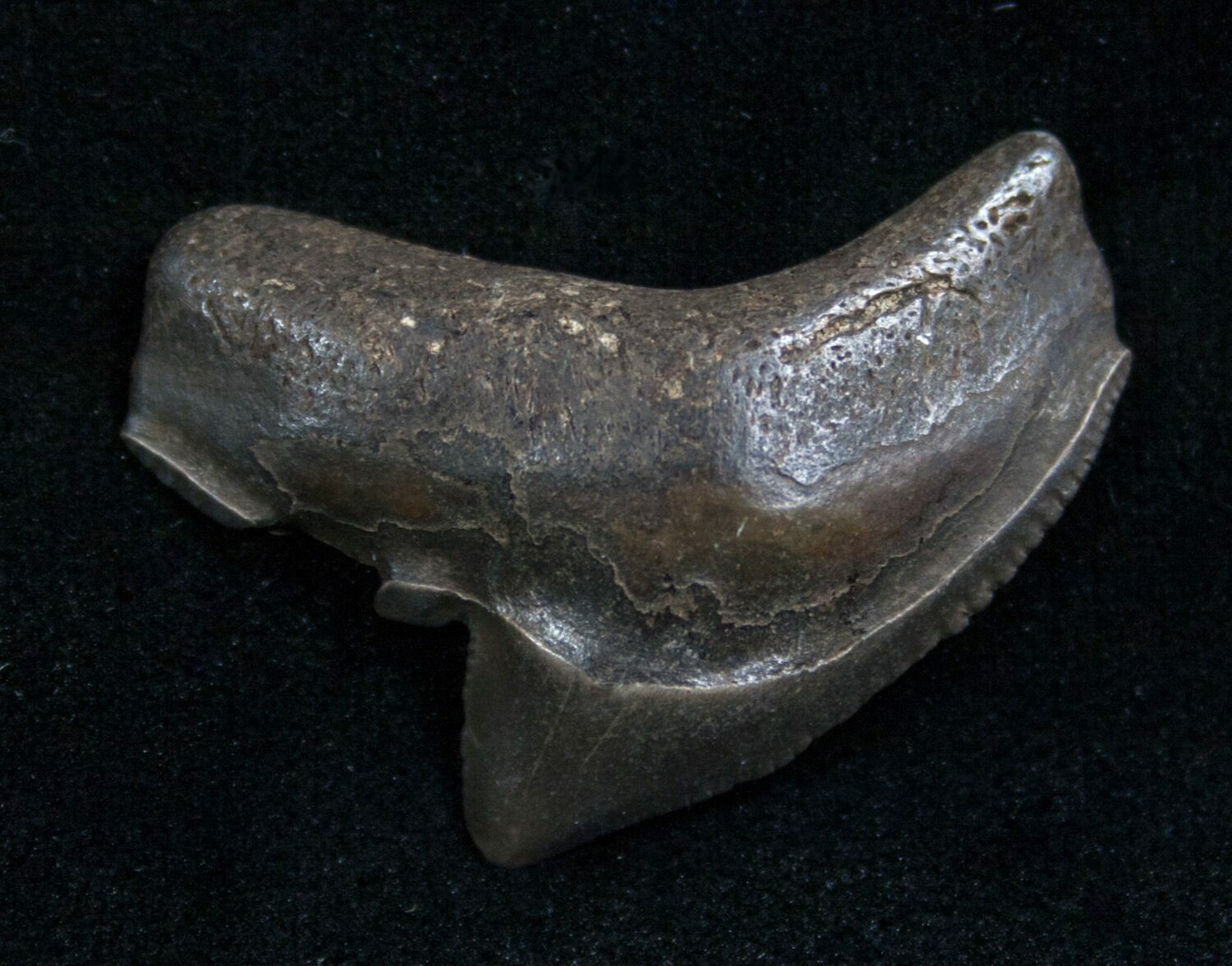 Huge Fossil Tiger Shark Tooth From Georgia - 1.12" For Sale (#7648