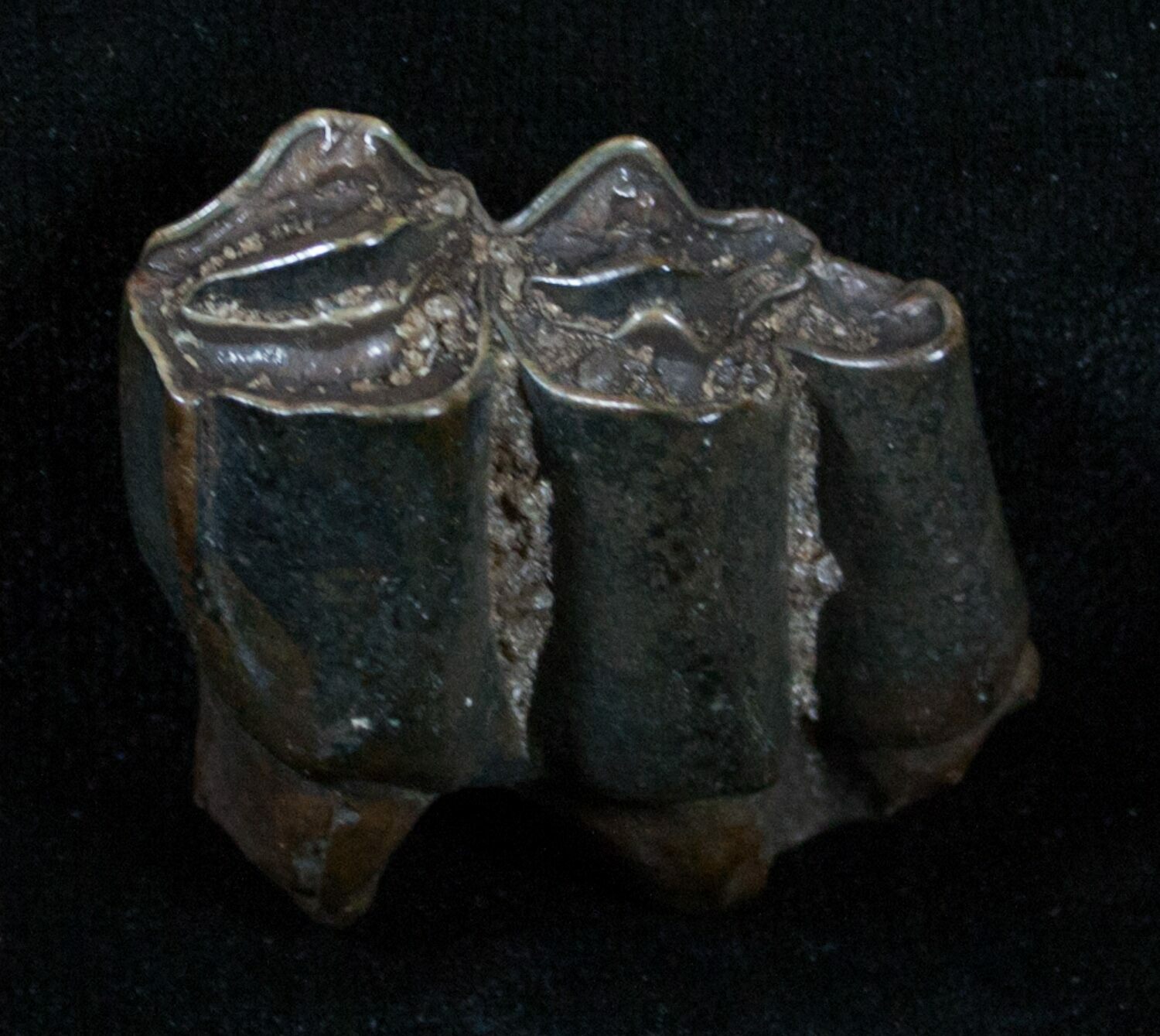 dinosaur molar tooth