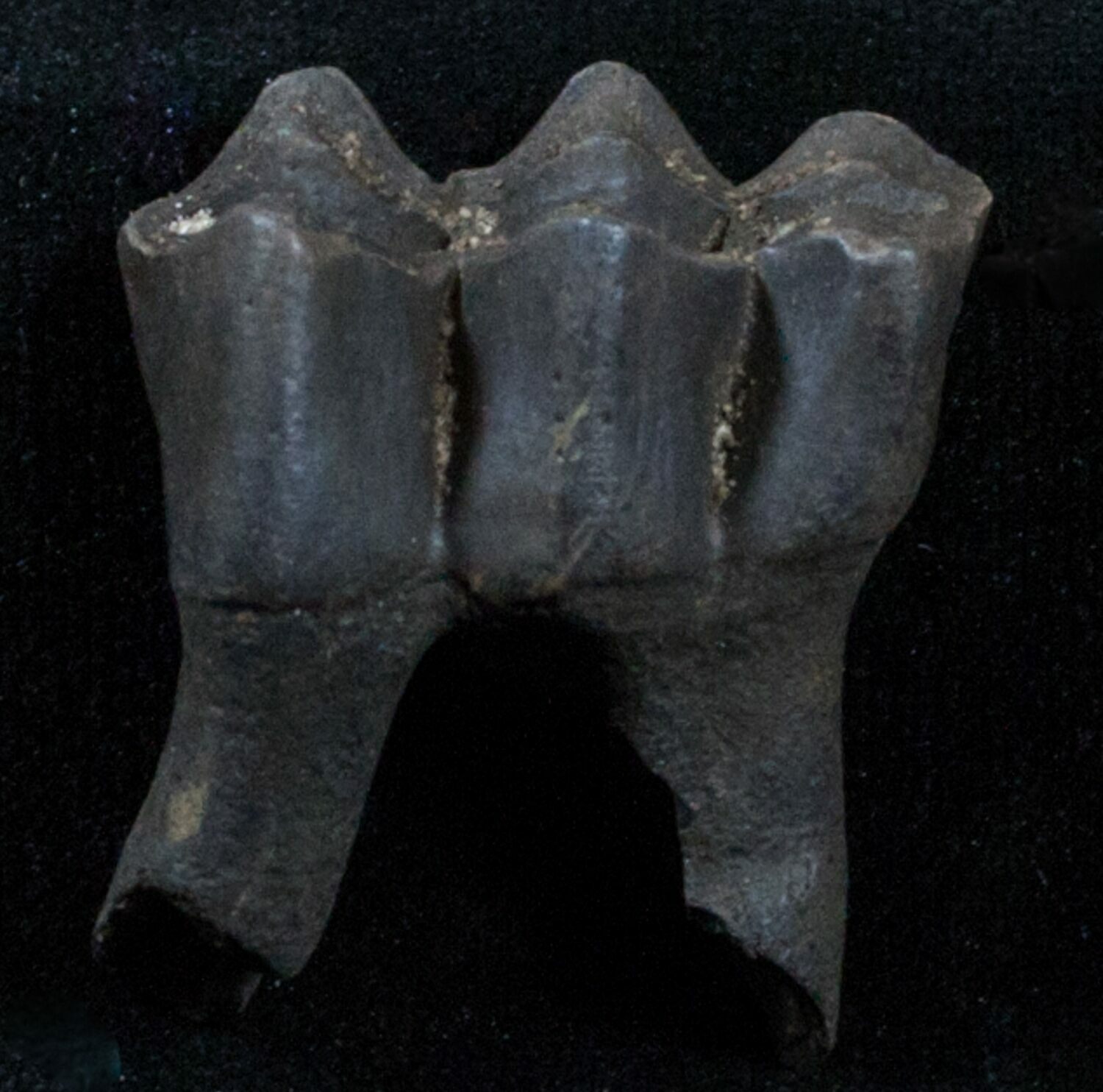 Pleistocene Camel Tooth Florida For Sale (3763)