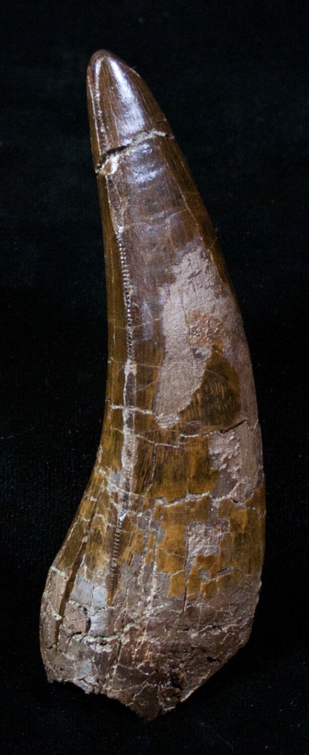 tyrannosaurus tooth fossil