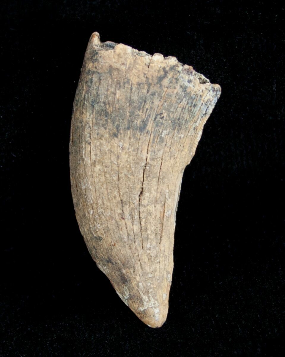 dromaeosaur tooth