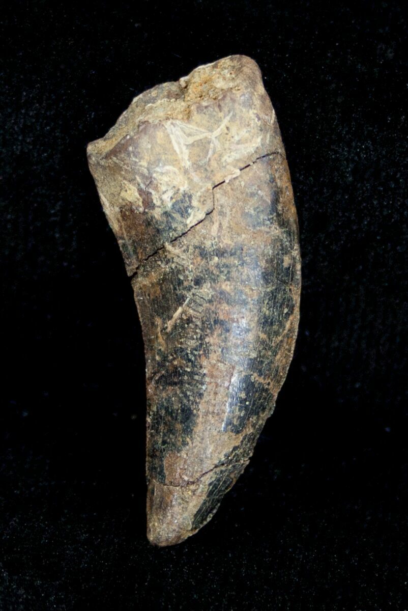 dromaeosaur tooth