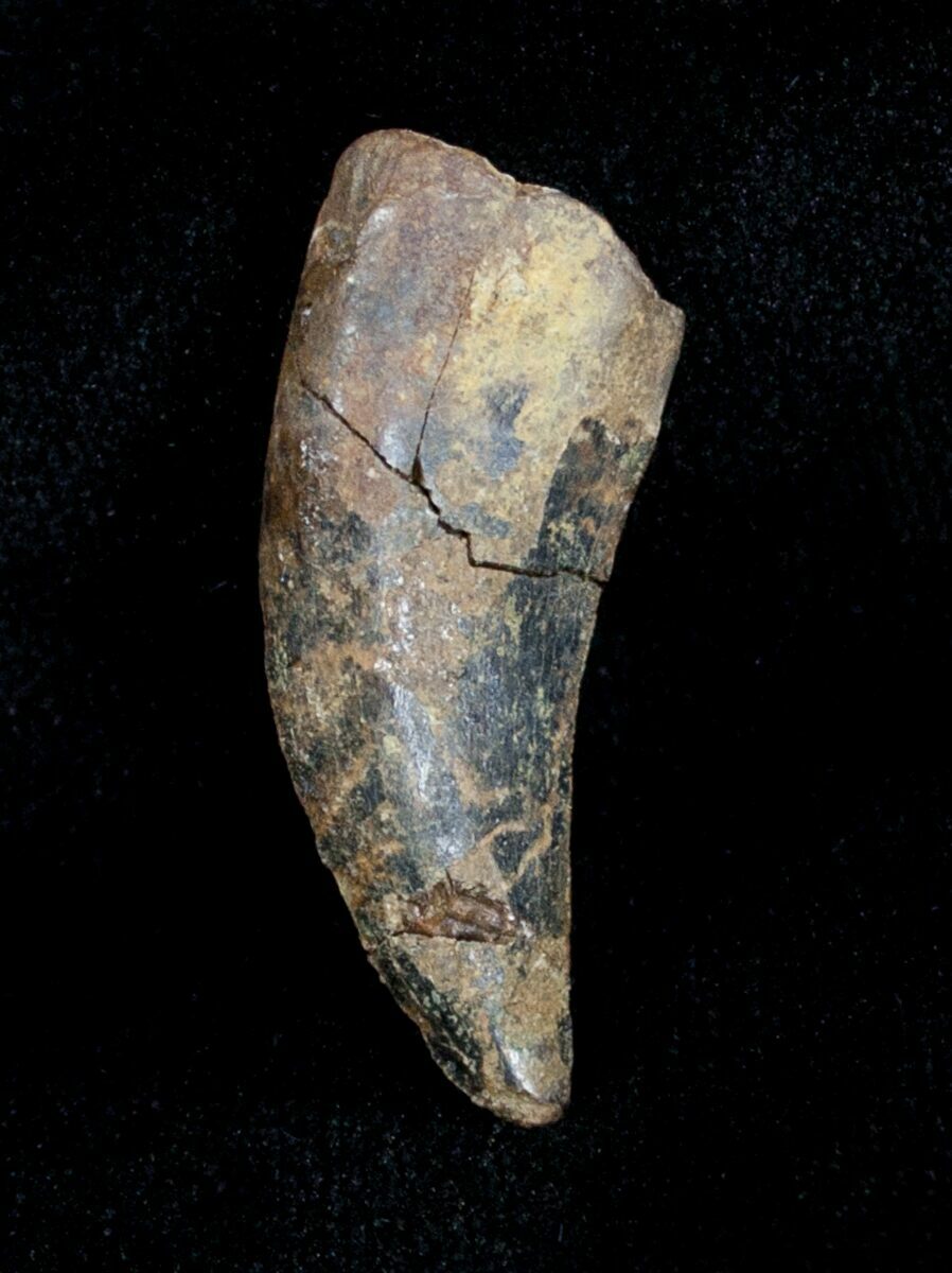 dromaeosaur tooth