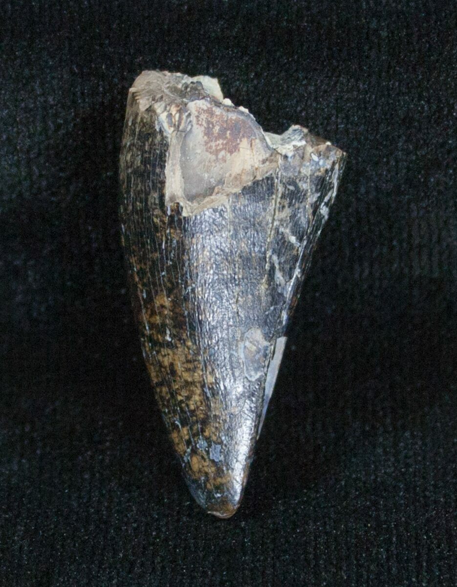 albertosaurus teeth