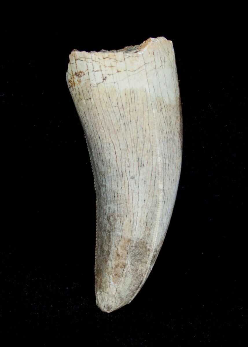 gorgosaurus tooth