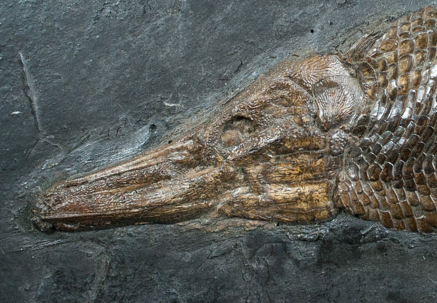 Museum Grade - Garfish From Messel Shales For Sale (#4060) - Fossilera.com