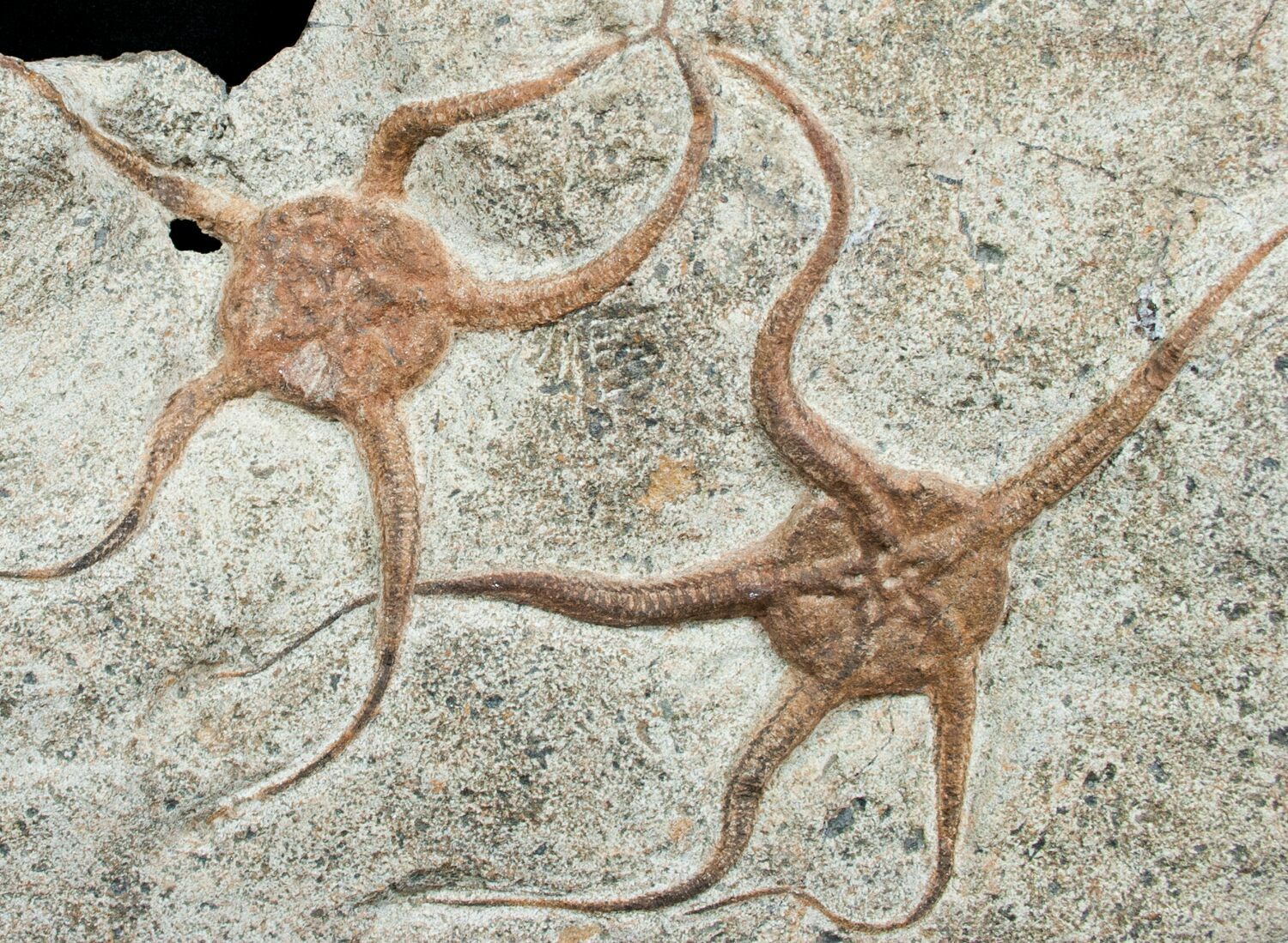 Double Starfish/Brittlestar Fossil 6 inches For Sale (4075