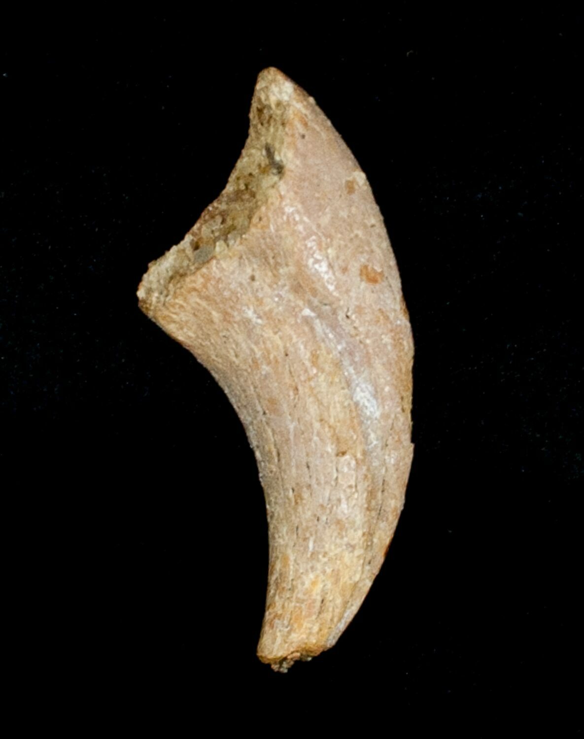 raptor claw fossil