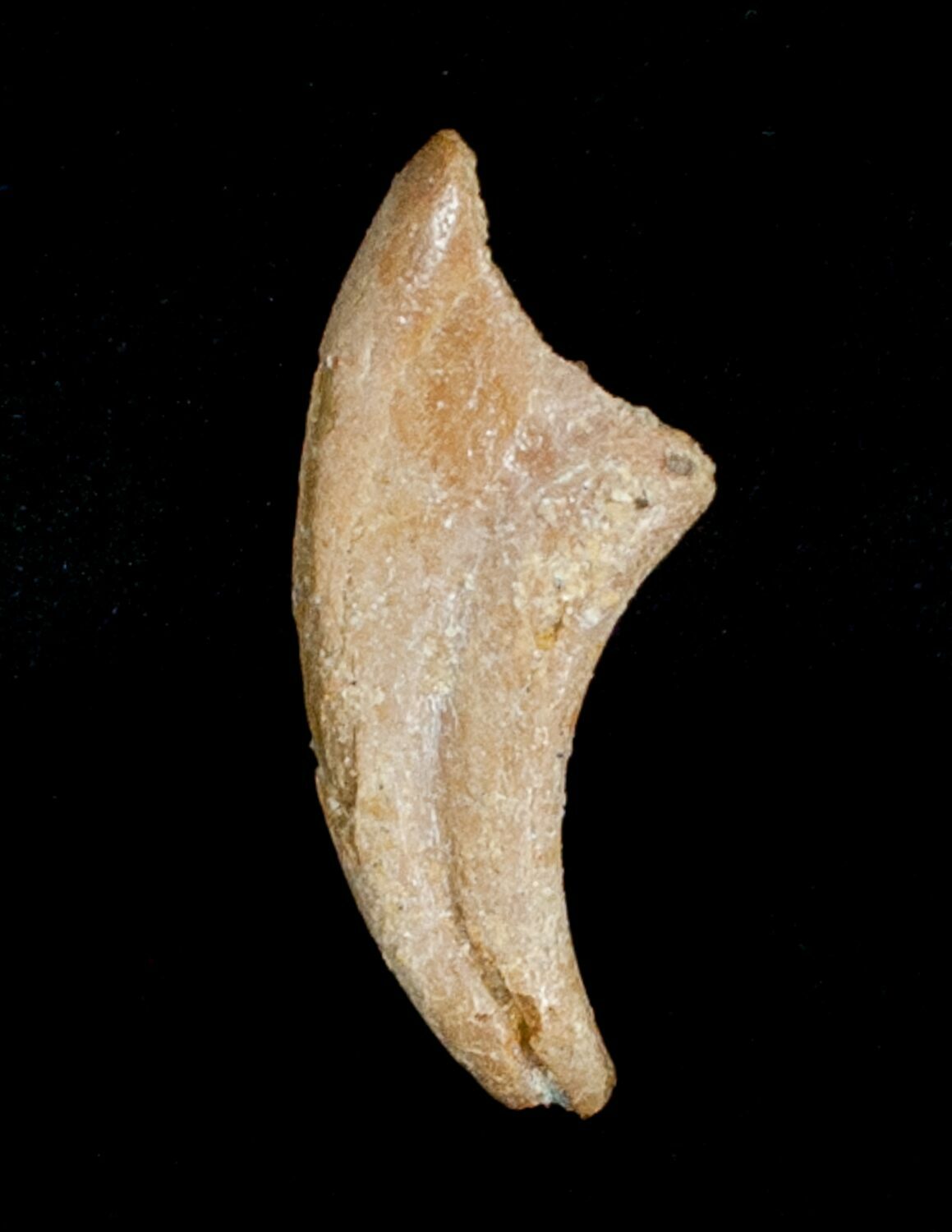 raptor claw fossil