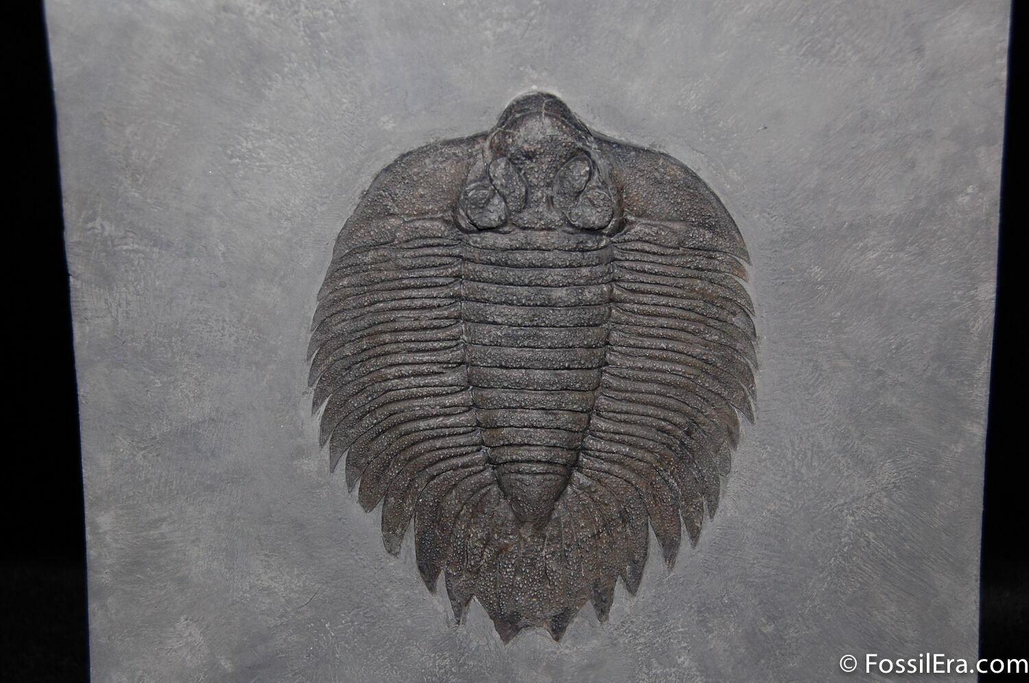 Double Artinurus From Caleb's Quarry Museum Piece For Sale (519