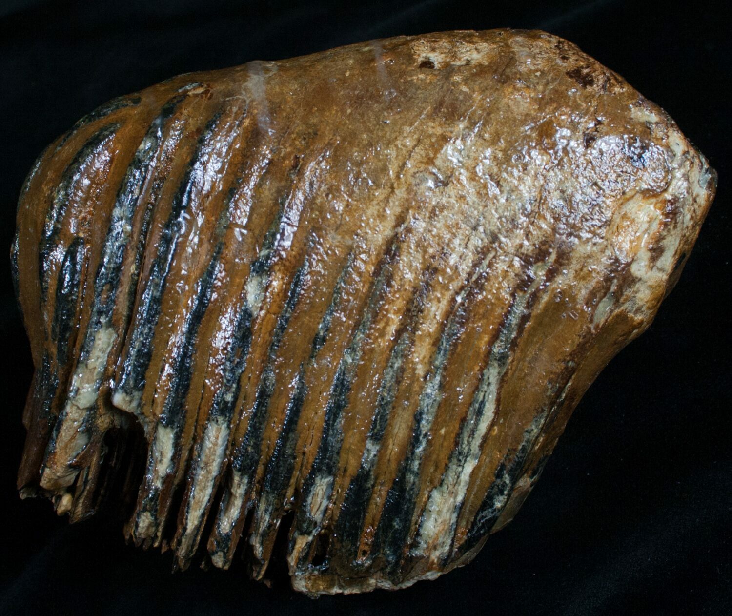 dinosaur molar