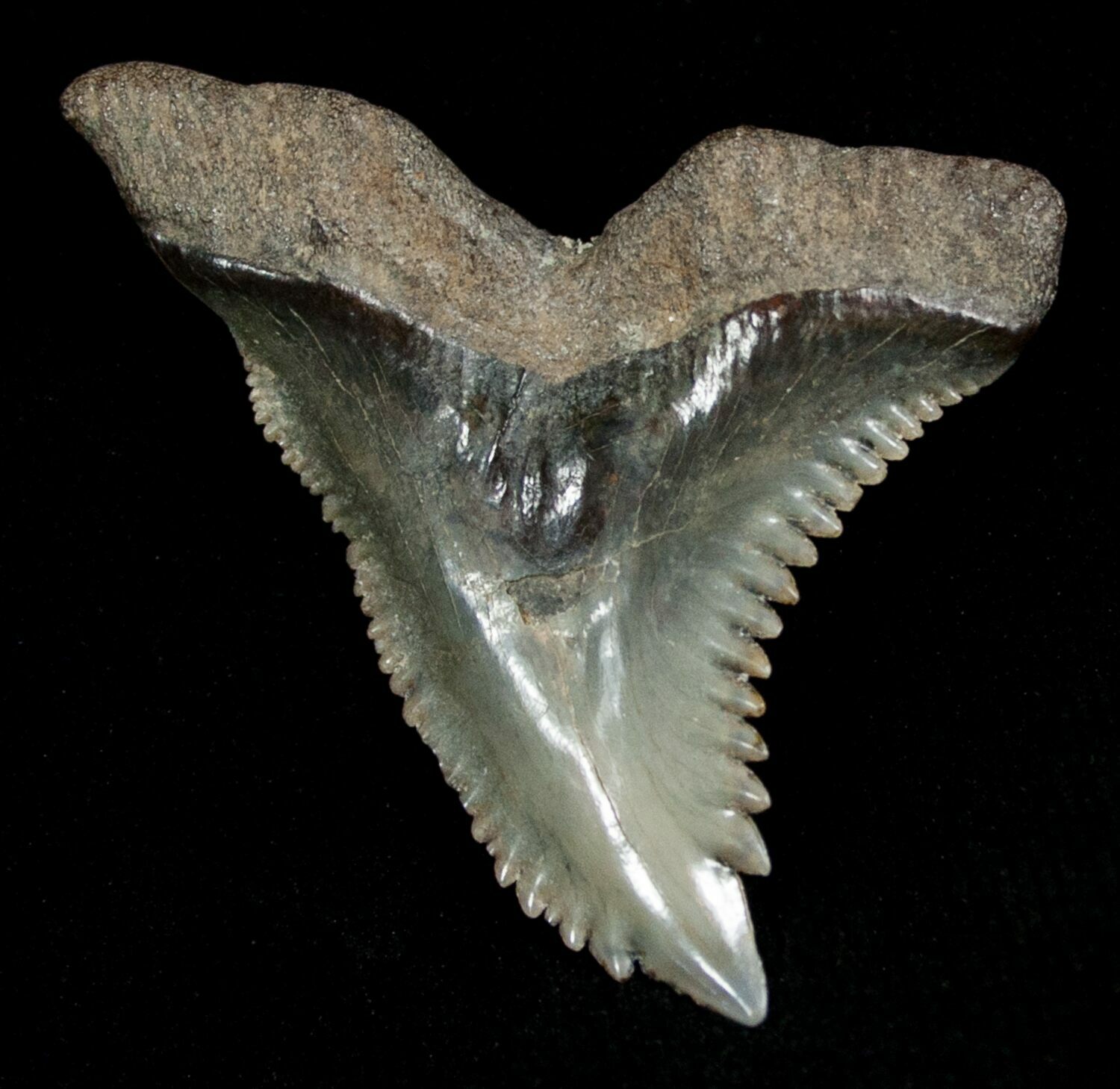 1.38" Hemipristis Shark Tooth Fossil For Sale (4323)