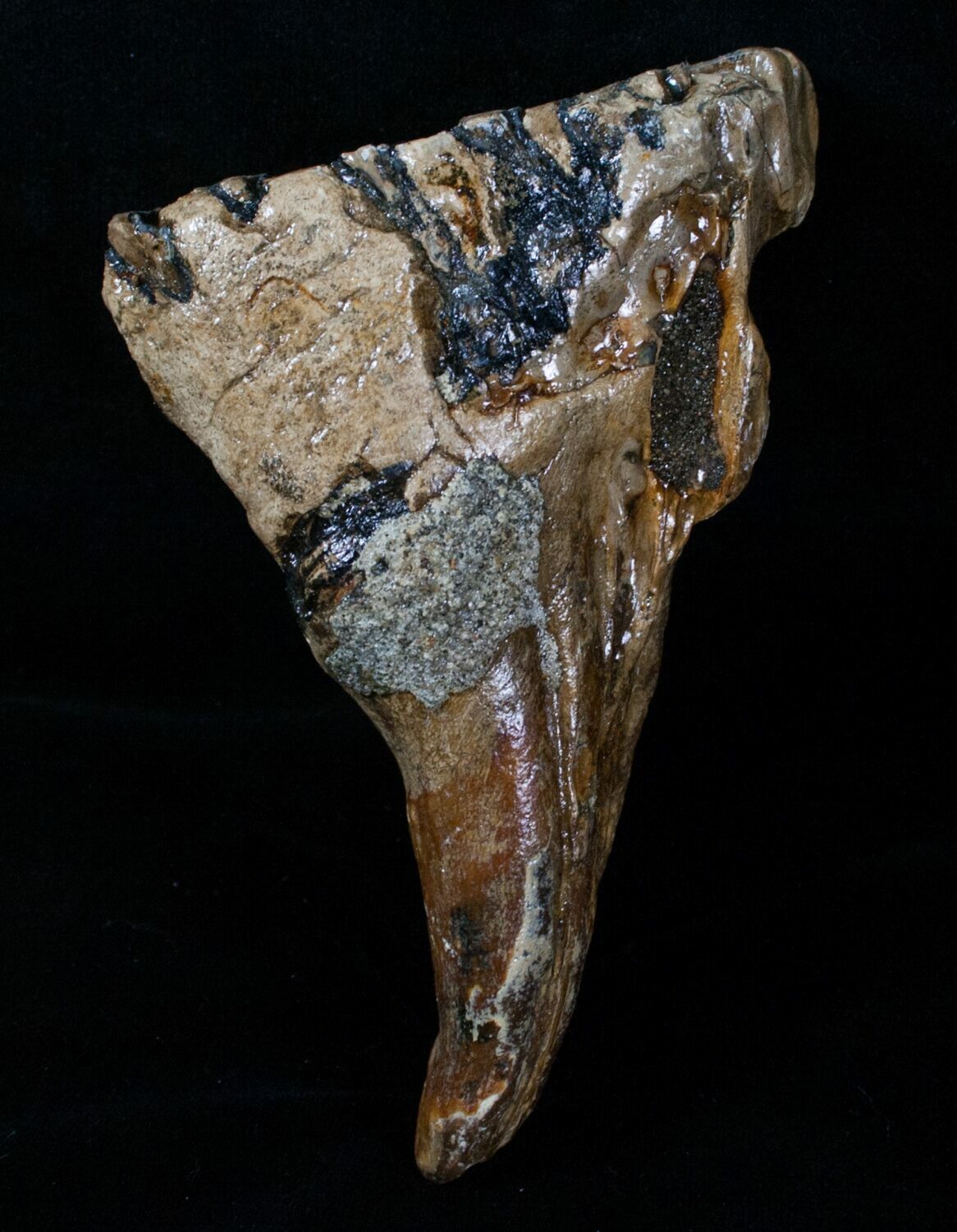 mammoth molar for sale