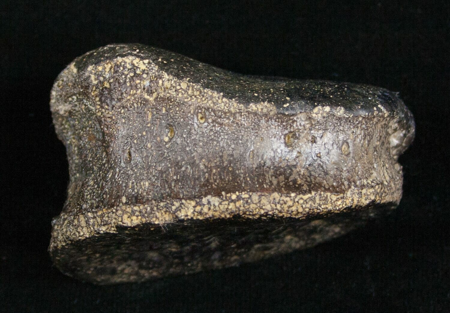 hadrosaur toe bone