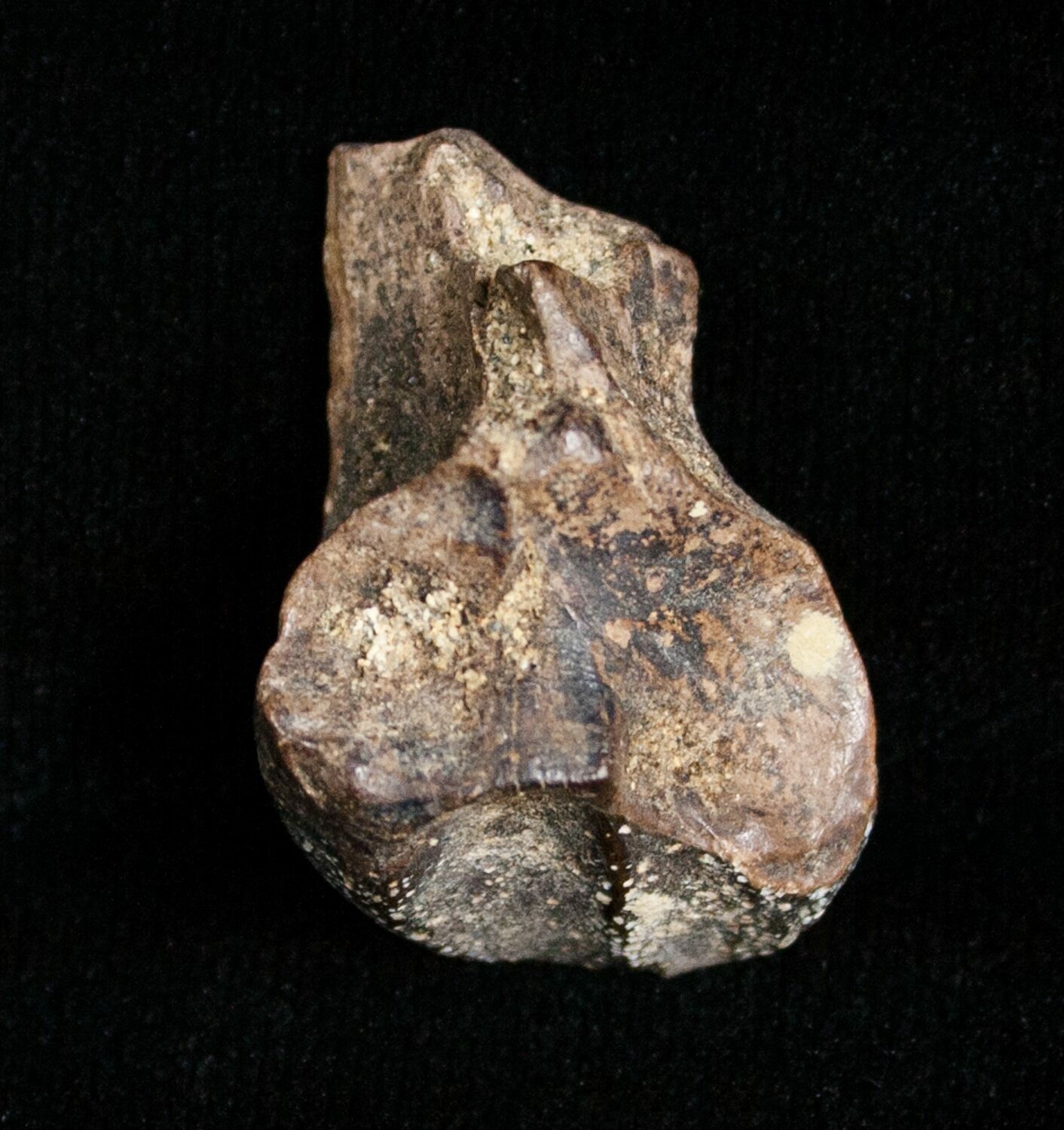 triceratops tooth