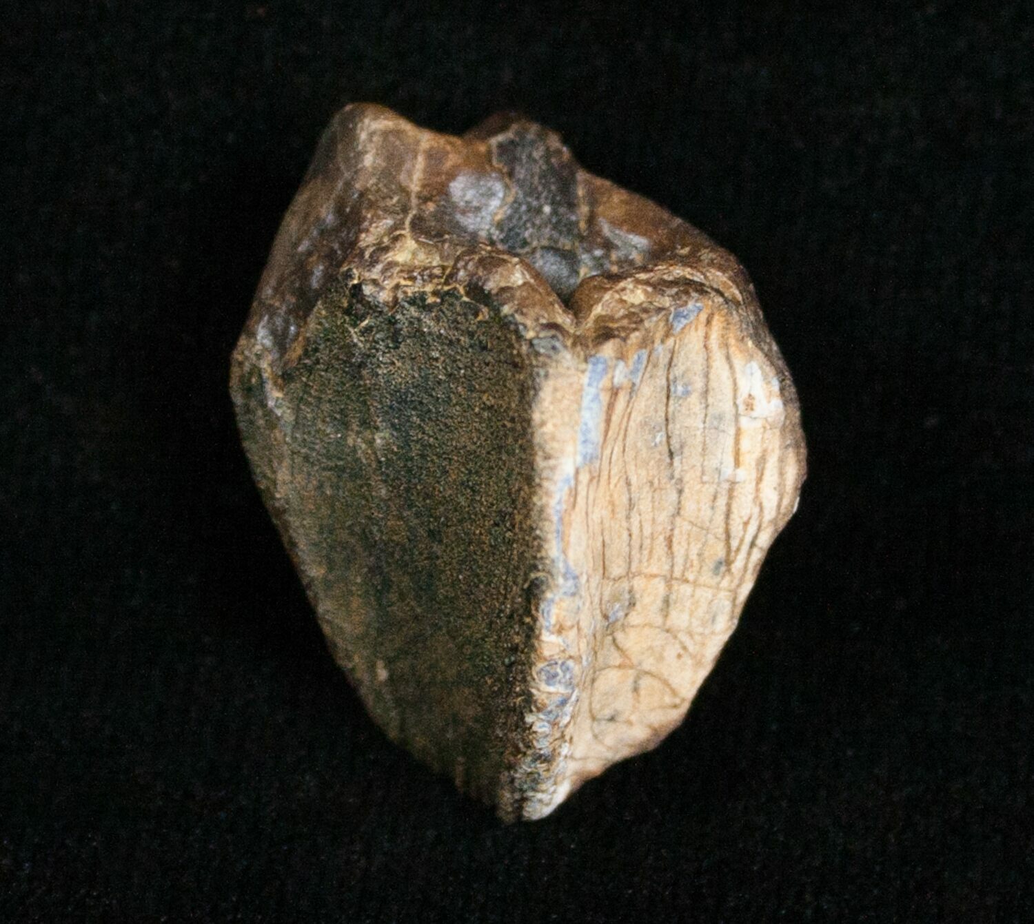 triceratops tooth