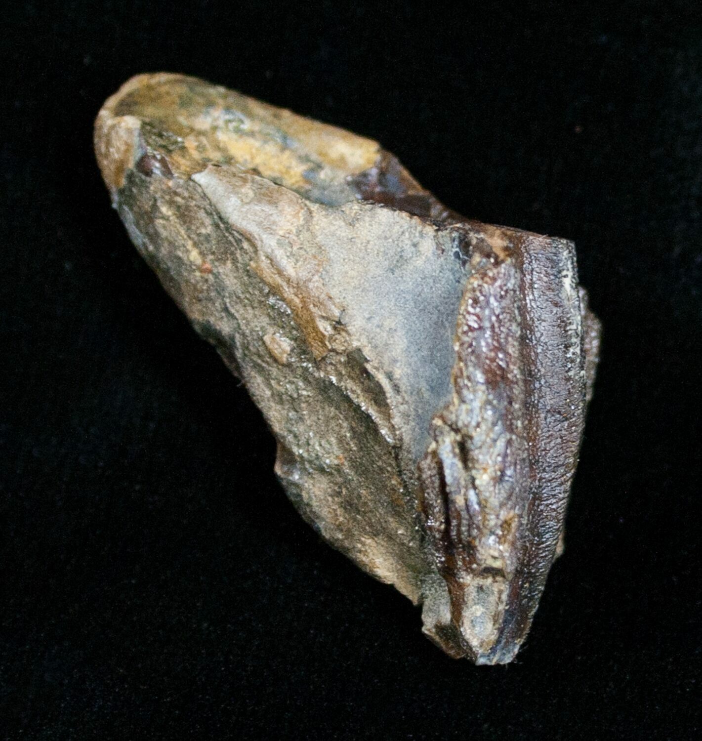 Huge Triceratops Tooth 14 For Sale 4467