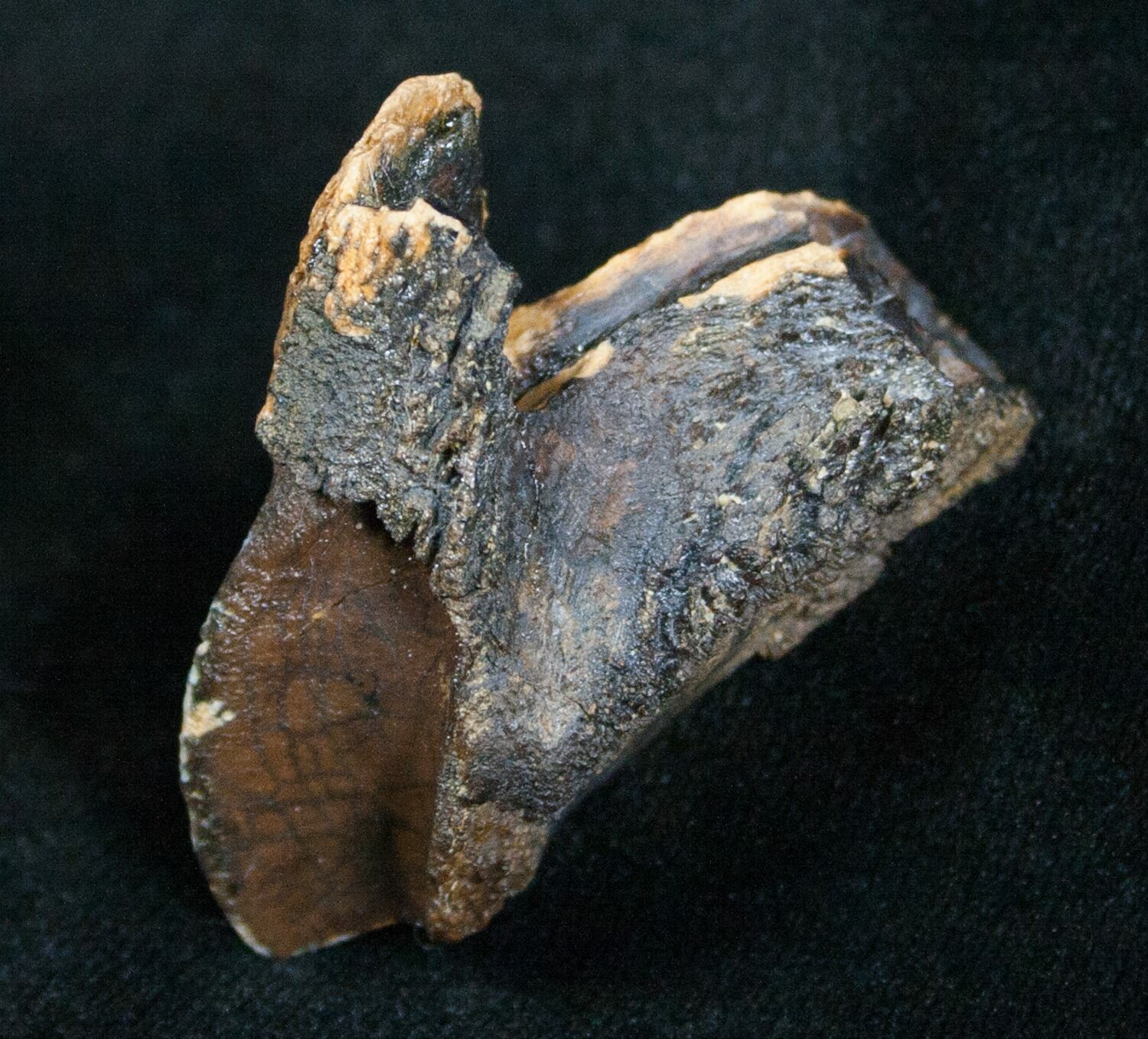 triceratops teeth for sale