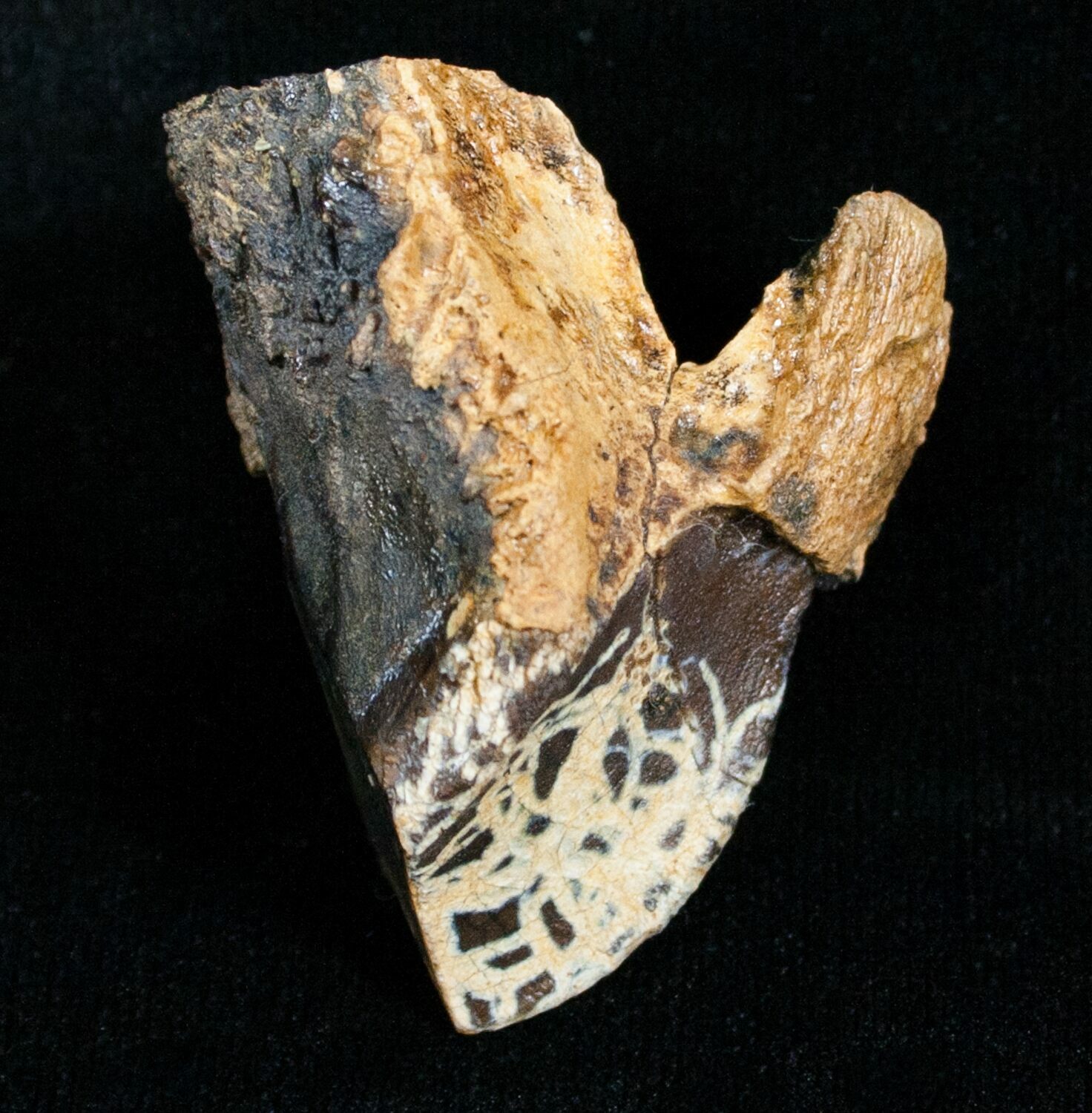 triceratops teeth for sale