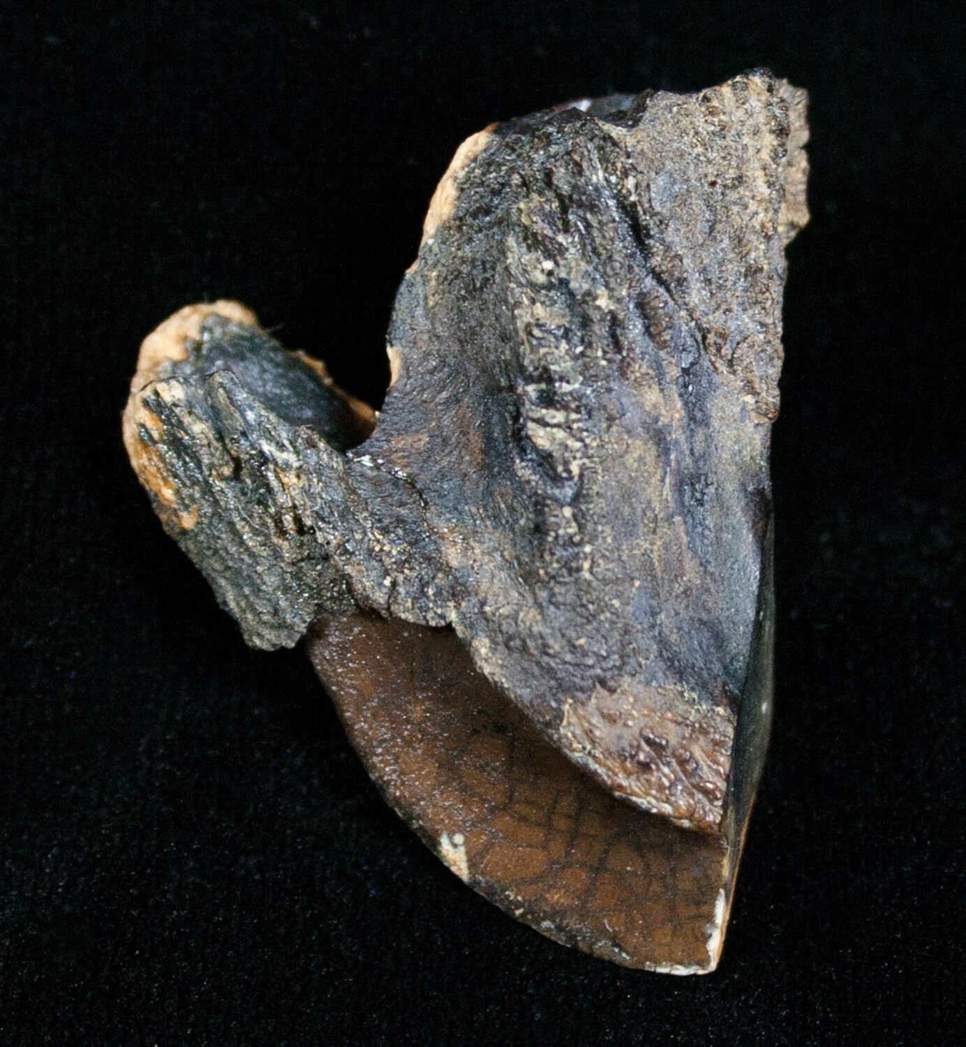 triceratops teeth for sale