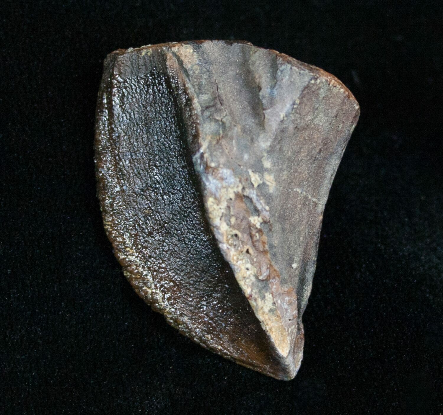 triceratops teeth for sale