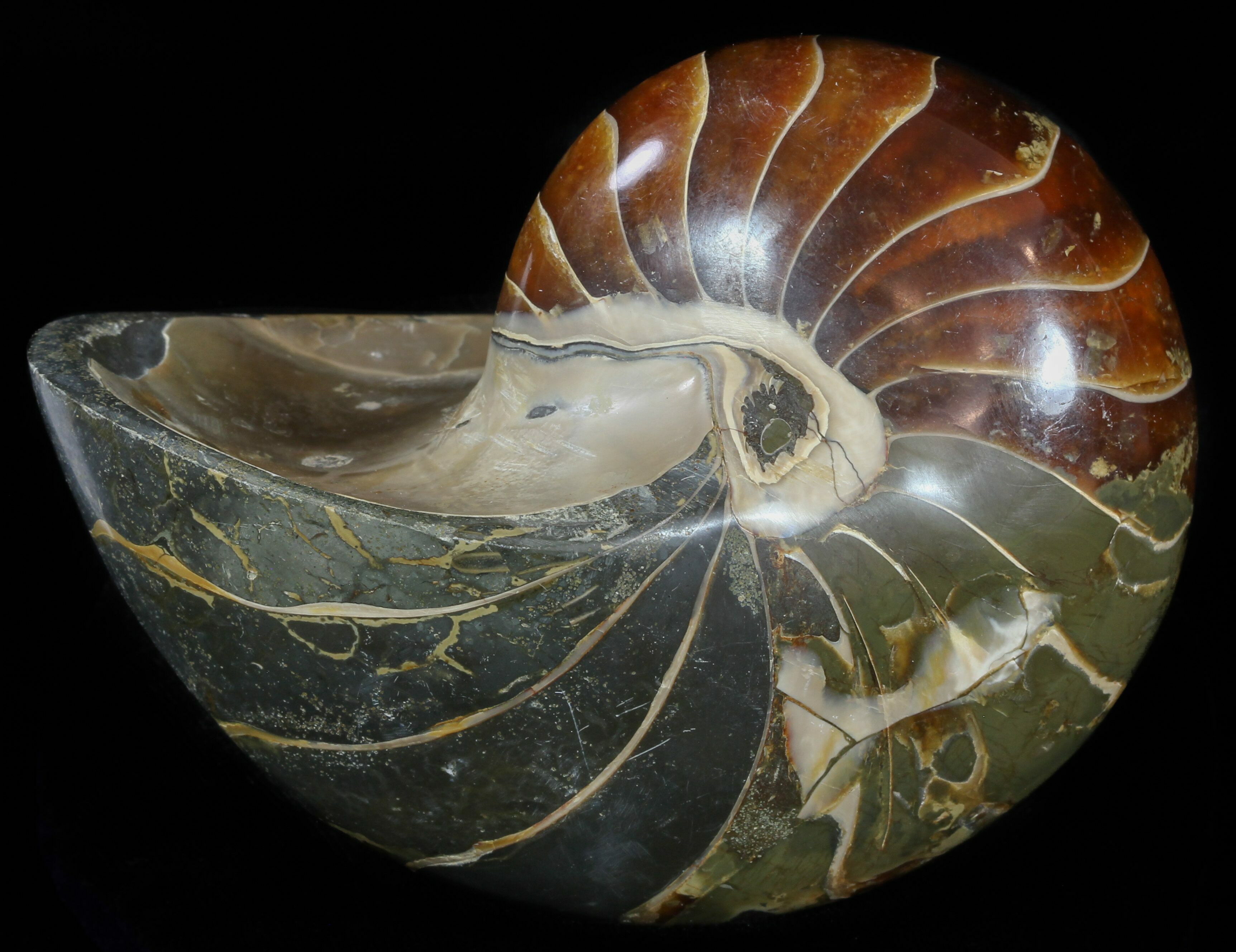 Large Polished Nautilus Fossil Madagascar For Sale