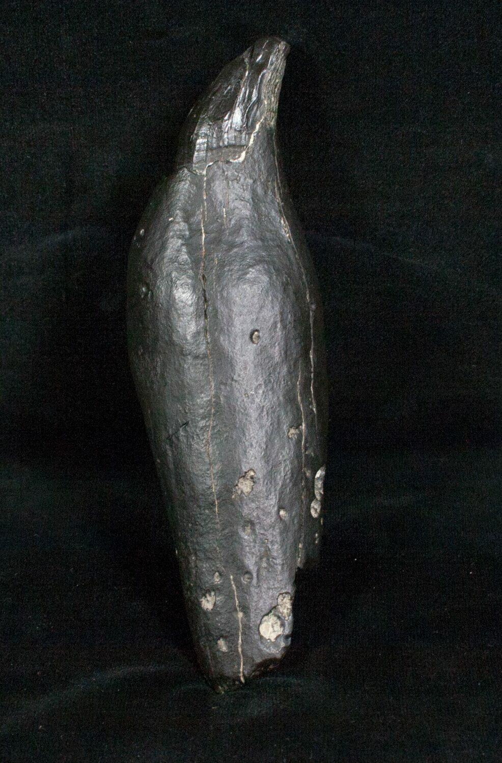 Large Fossil Sperm Whale Tooth - 5 1/2" (Miocene) For Sale (#4702