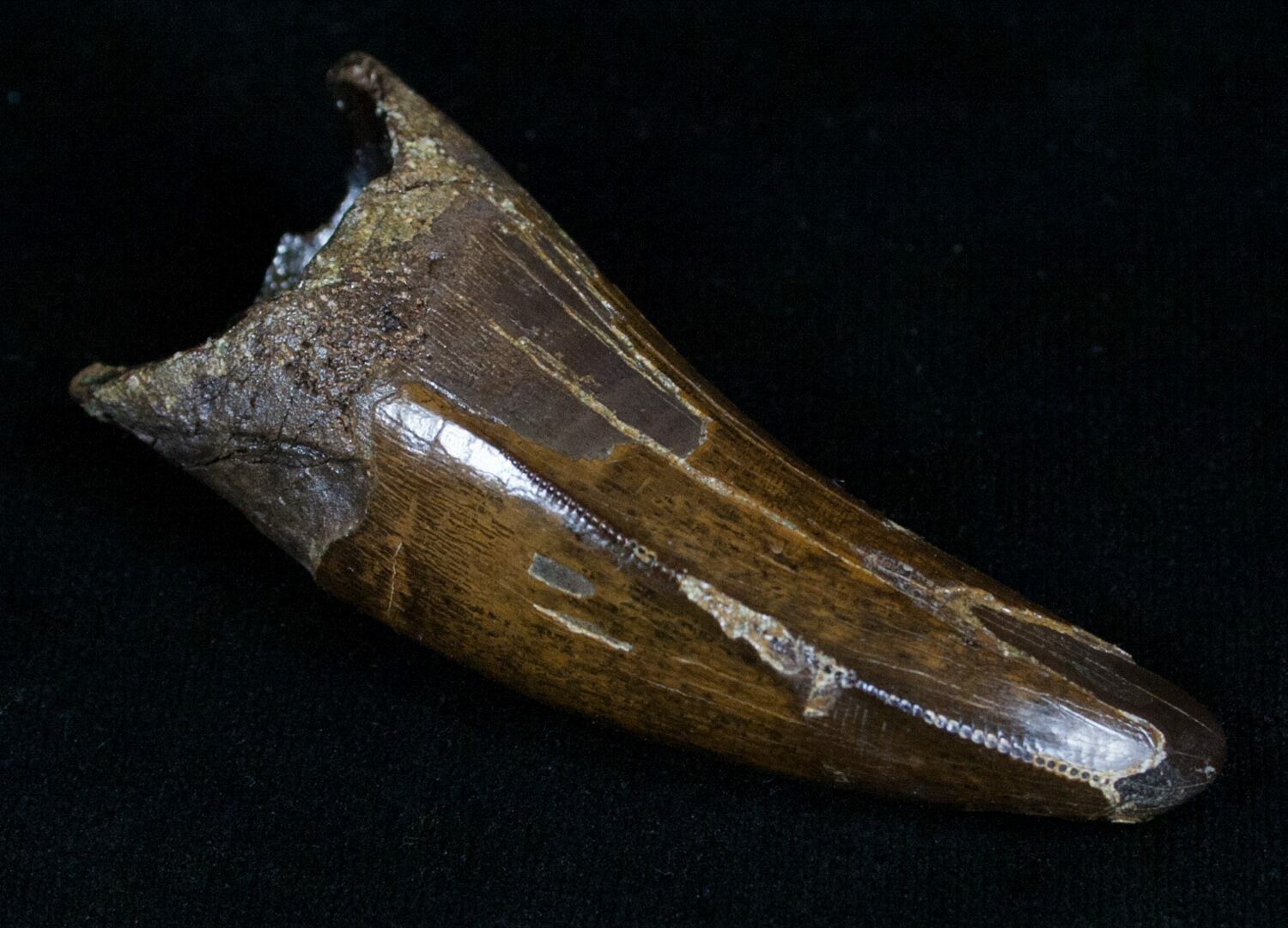 2.36 Inch Tyrannosaurus rex (T-Rex) Tooth! For Sale (#4706) - FossilEra.com