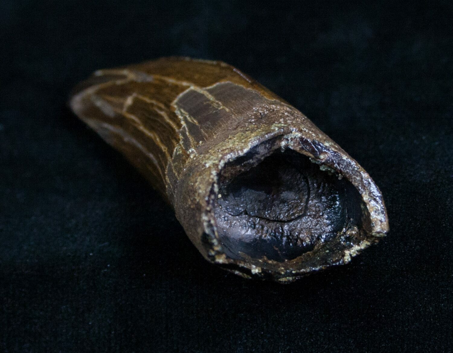 tyrannosaurus tooth fossil