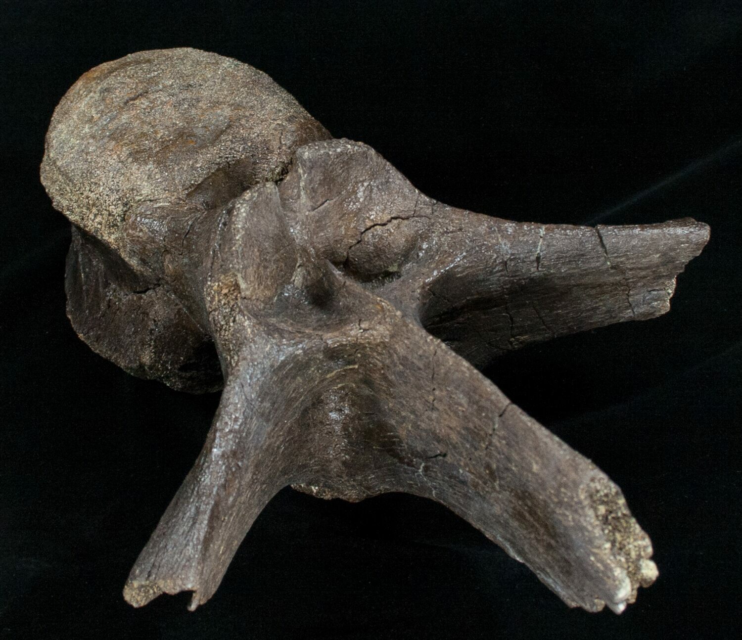 edmontosaurus bones