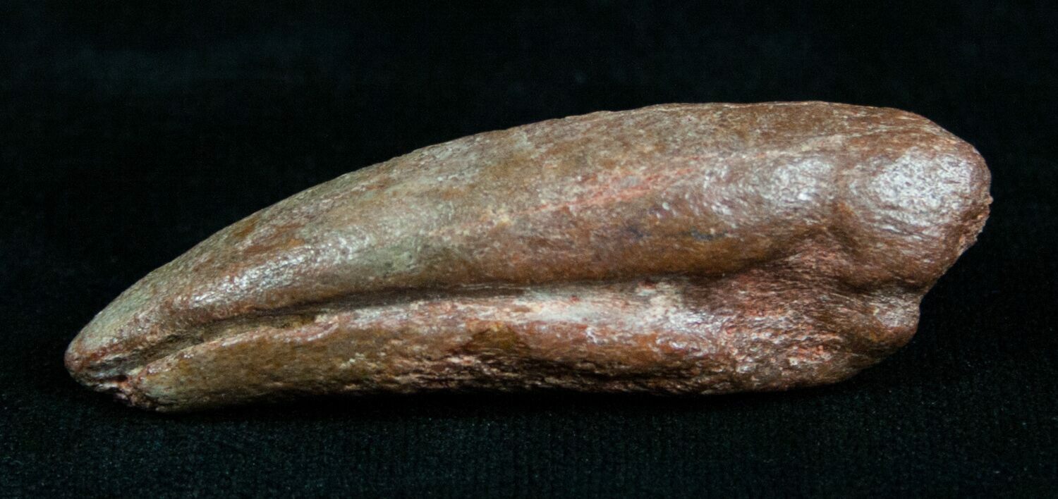 fossilized raptor claw