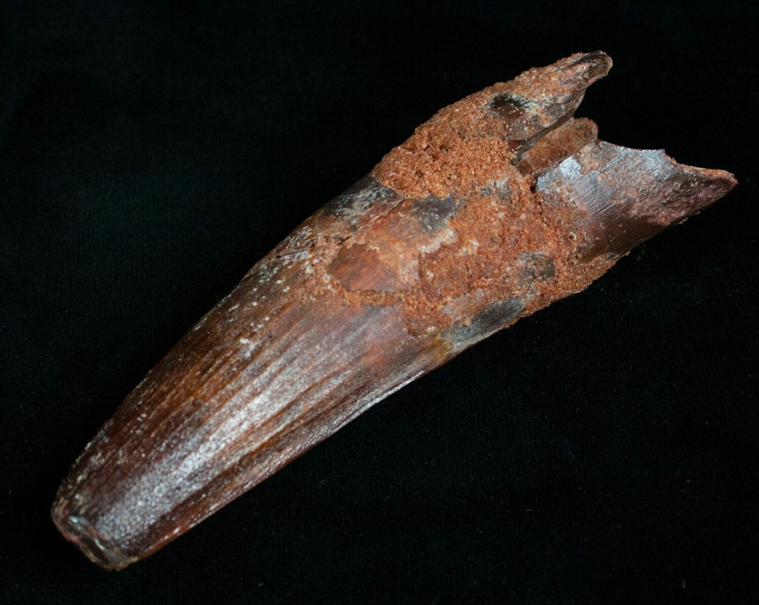 spino fossil