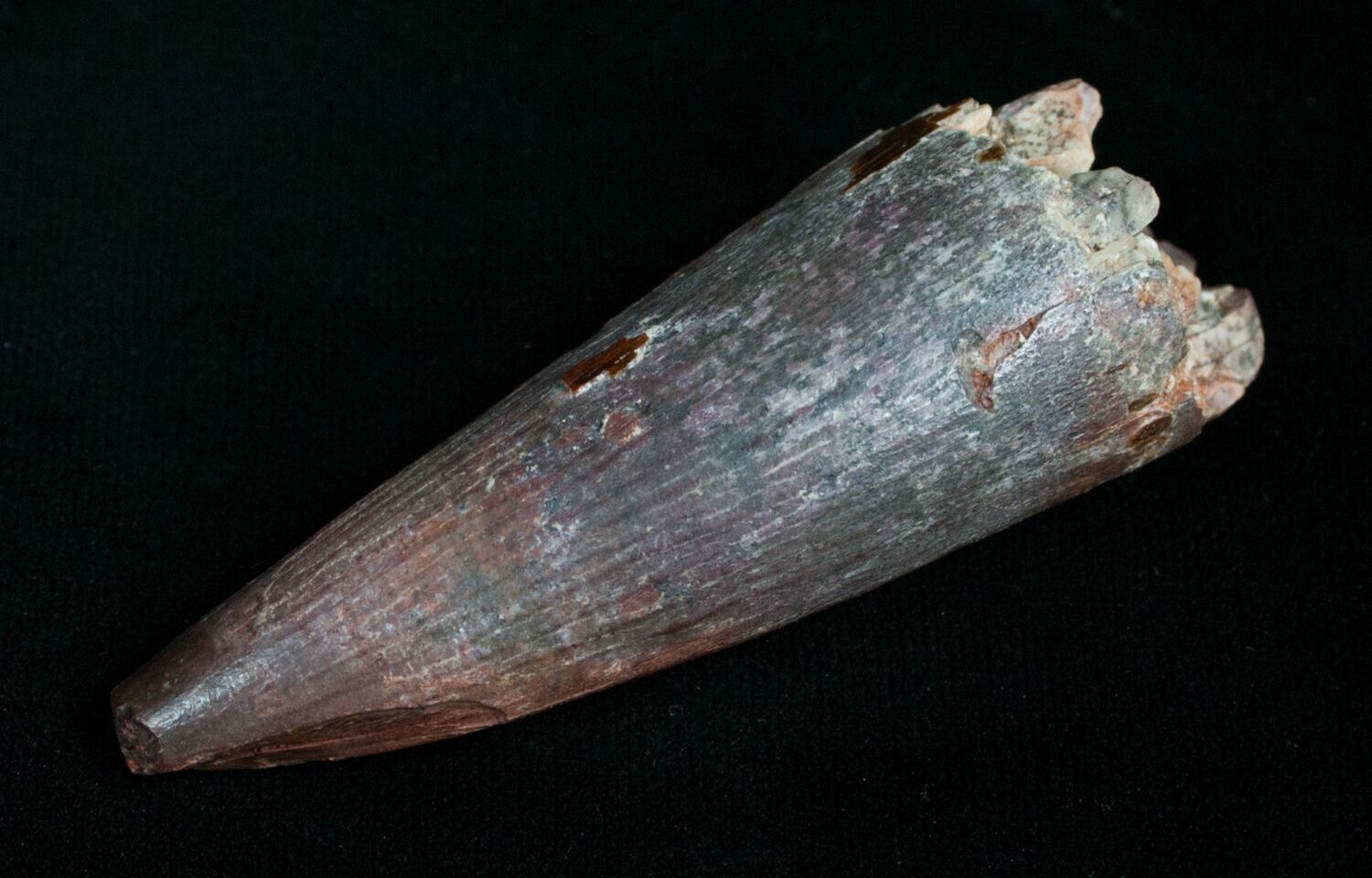 spinosaurus teeth for sale