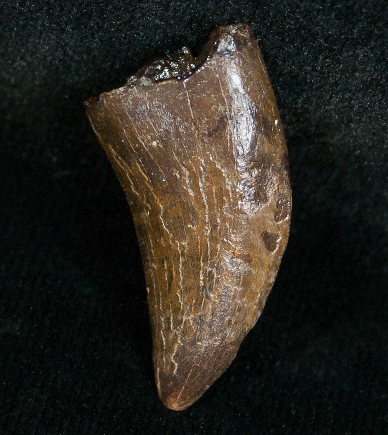 nanotyrannus tooth for sale