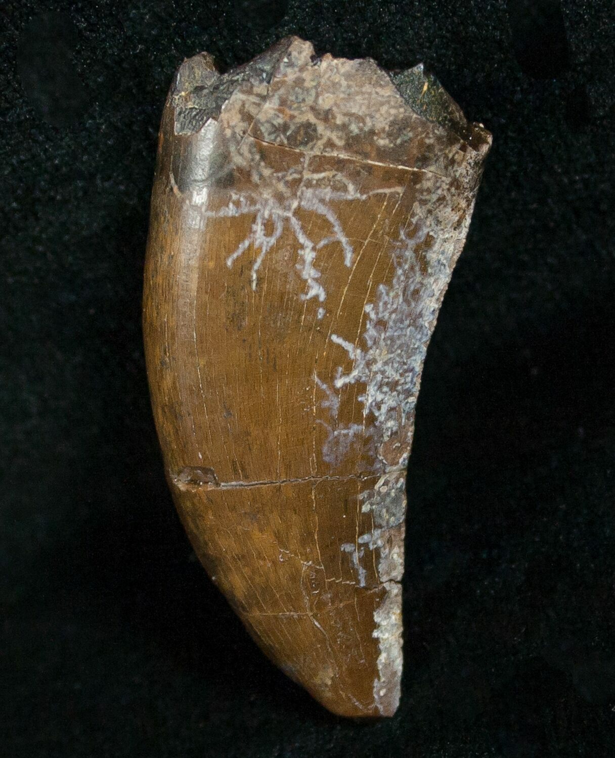 nanotyrannus tooth for sale