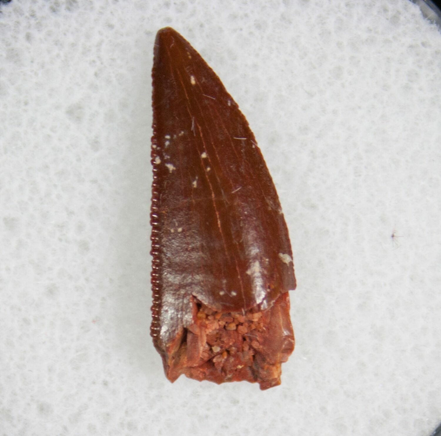 raptor tooth fossil