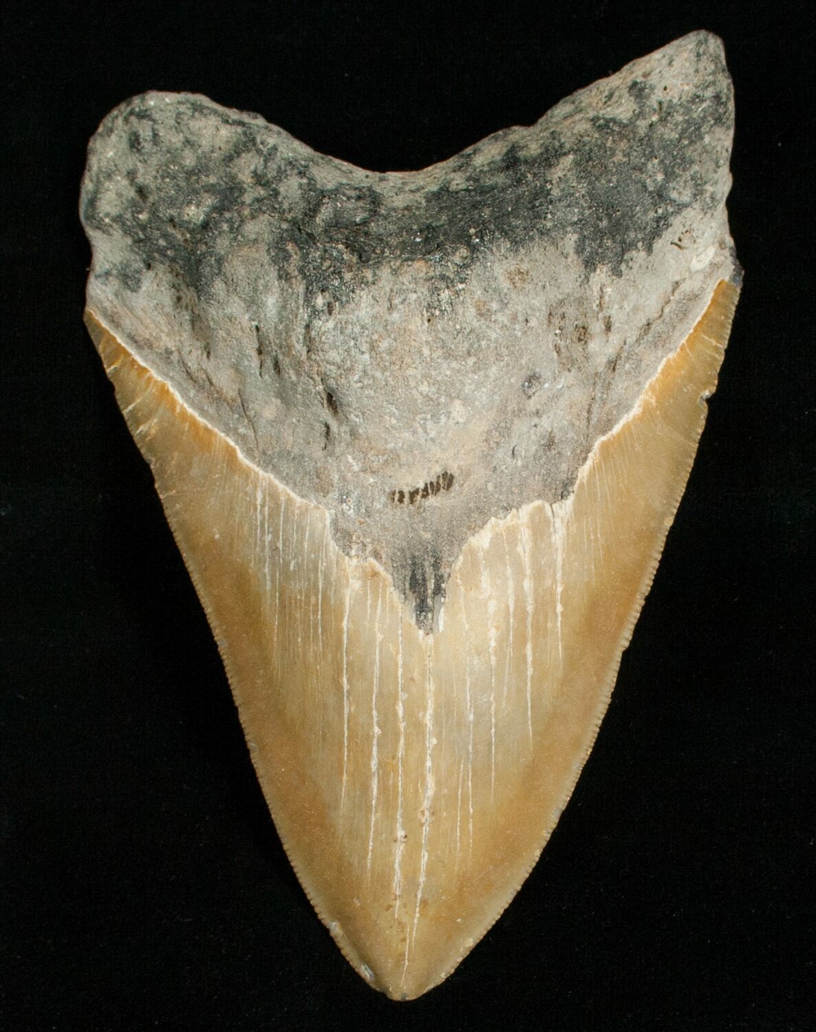 Large 5.37 Inch Megalodon Tooth For Sale (#5003) - FossilEra.com