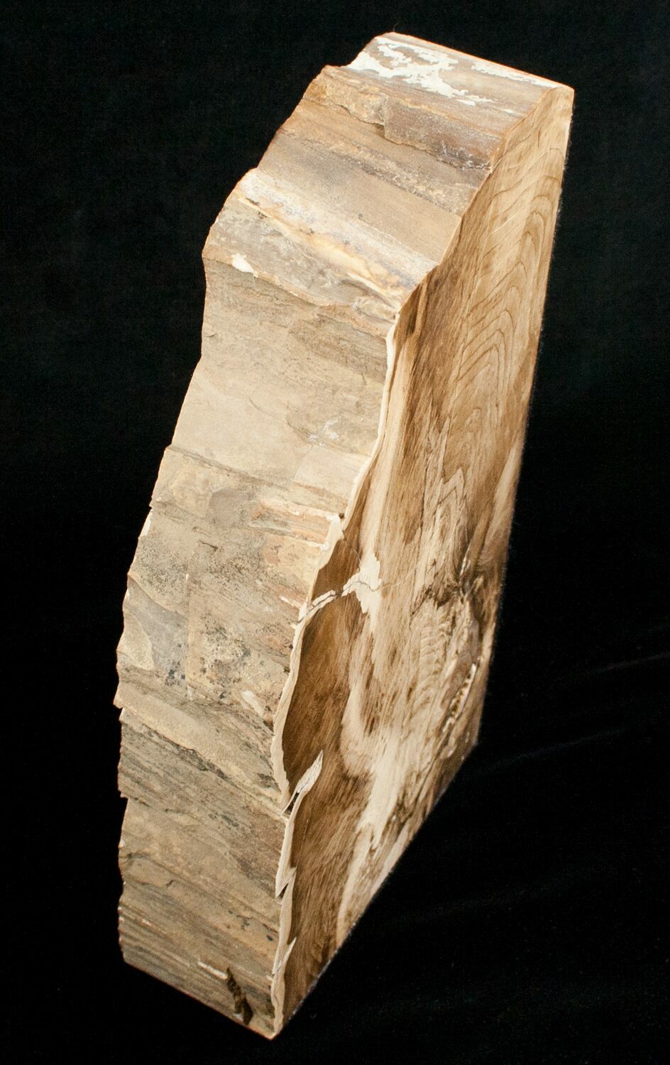 Large Petrified Wood Bookends Cottenwood For Sale (5048)