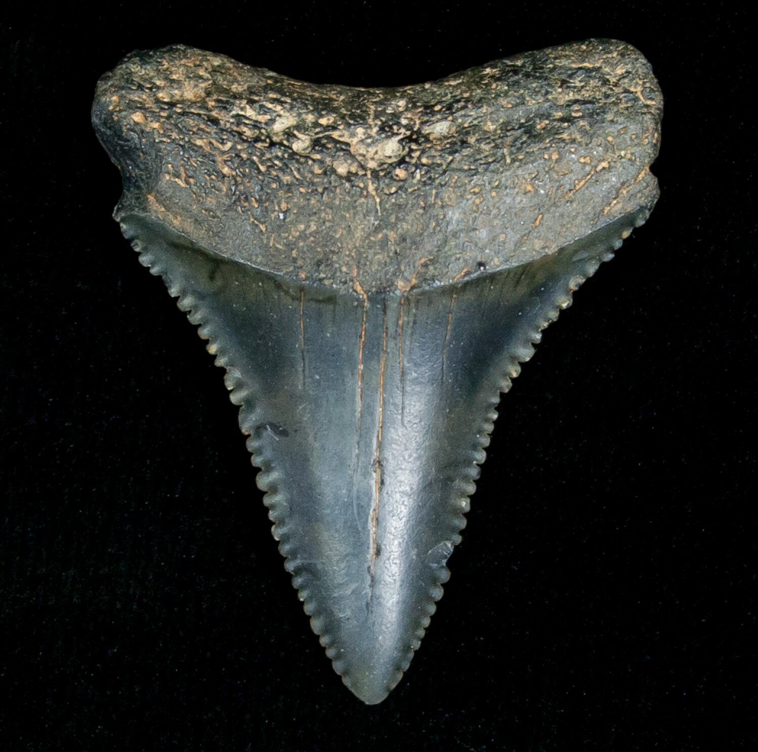 Fossil Great White Shark Tooth - 1.33 Inches For Sale (#5147